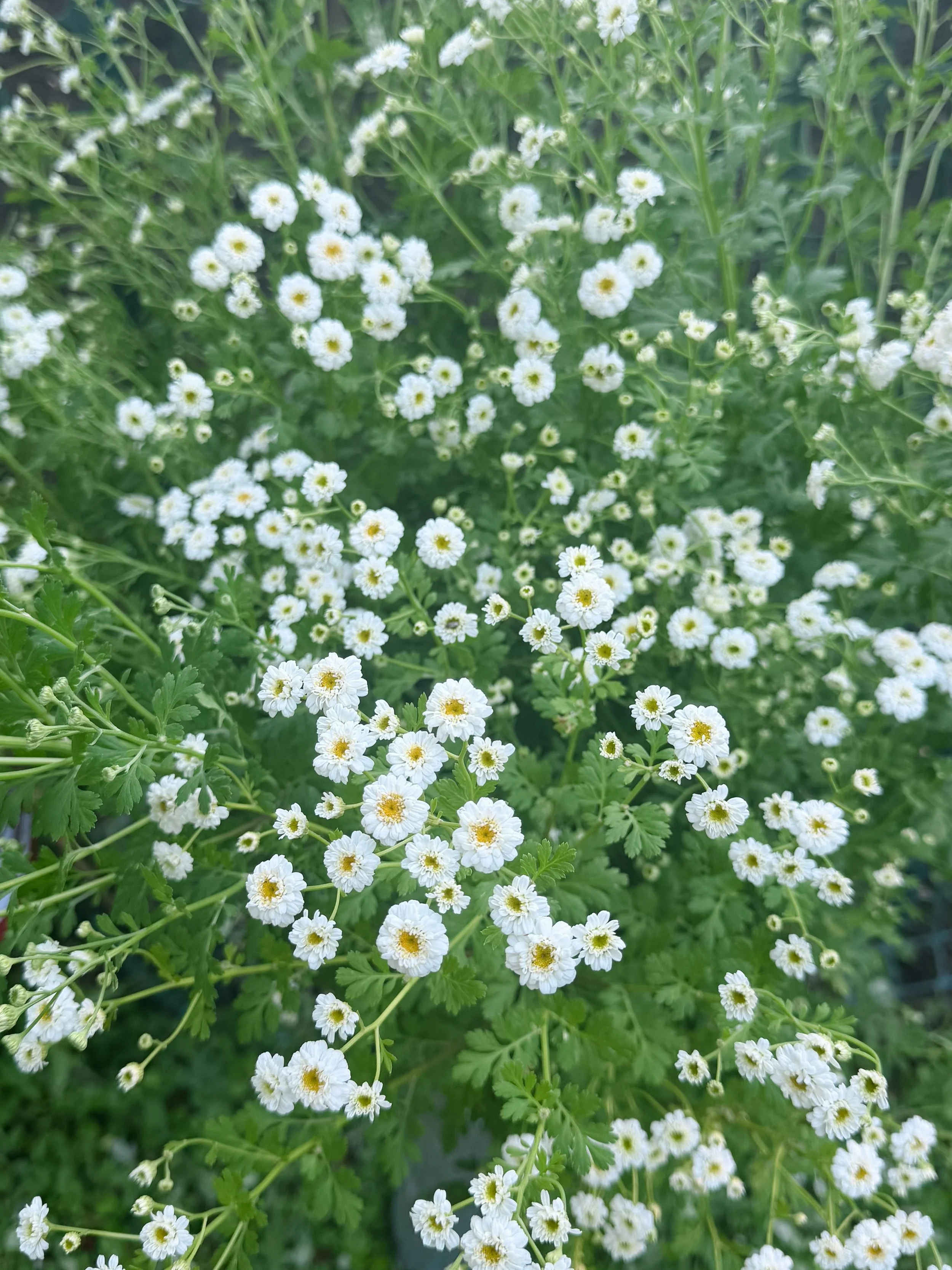 Moments of the flowers&rsquo; movement through May - abundant feverfew &lsquo;Tetra White&rsquo;, first of the verbena bonariensis, stock &lsquo;Iron Marine&rsquo; and &lsquo;Champagne&rsquo; about to put on buds, the &lsquo;Frizzle Sizzle Raspberry&