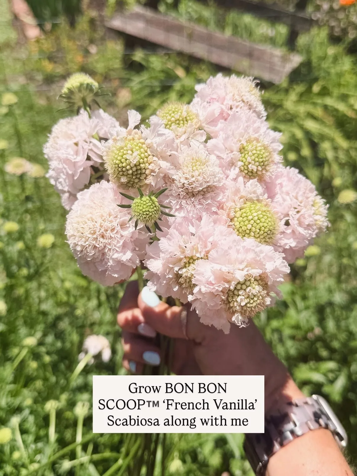 If only it was as easy as a scroll ➡️🤣 This might be the new-to-me variety I&rsquo;ve been most excited about all year, and the payoff is REAL. Fabulous quality starters from @farmerbaileyplugs, of course, for these Danziger @imaginemoreflowers-bred