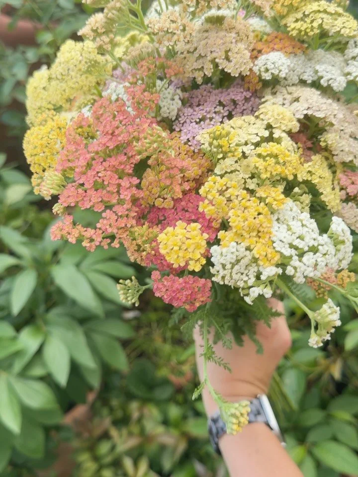 These pastel yarrow are the absolute best I&rsquo;ve ever grown &amp; perfectly timed for a spot on the feed to celebrate Pride IMO 🌈 In short, every bit of progress made toward establishing the basic fundamental human rights of the LGBTQIA+ communi