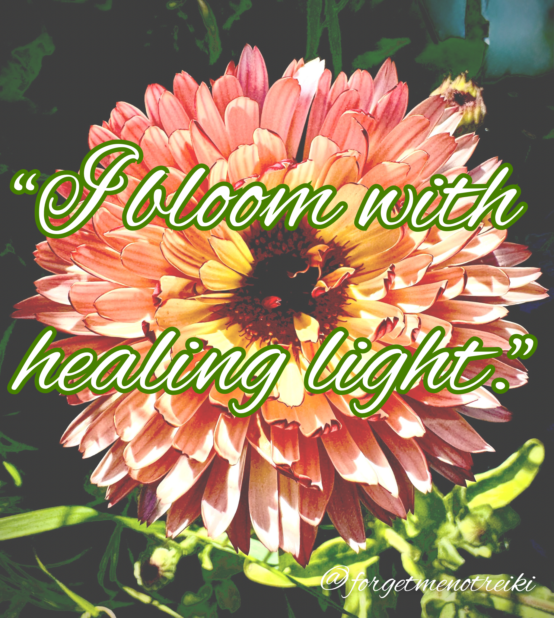 Herb Spotlight: Calendula