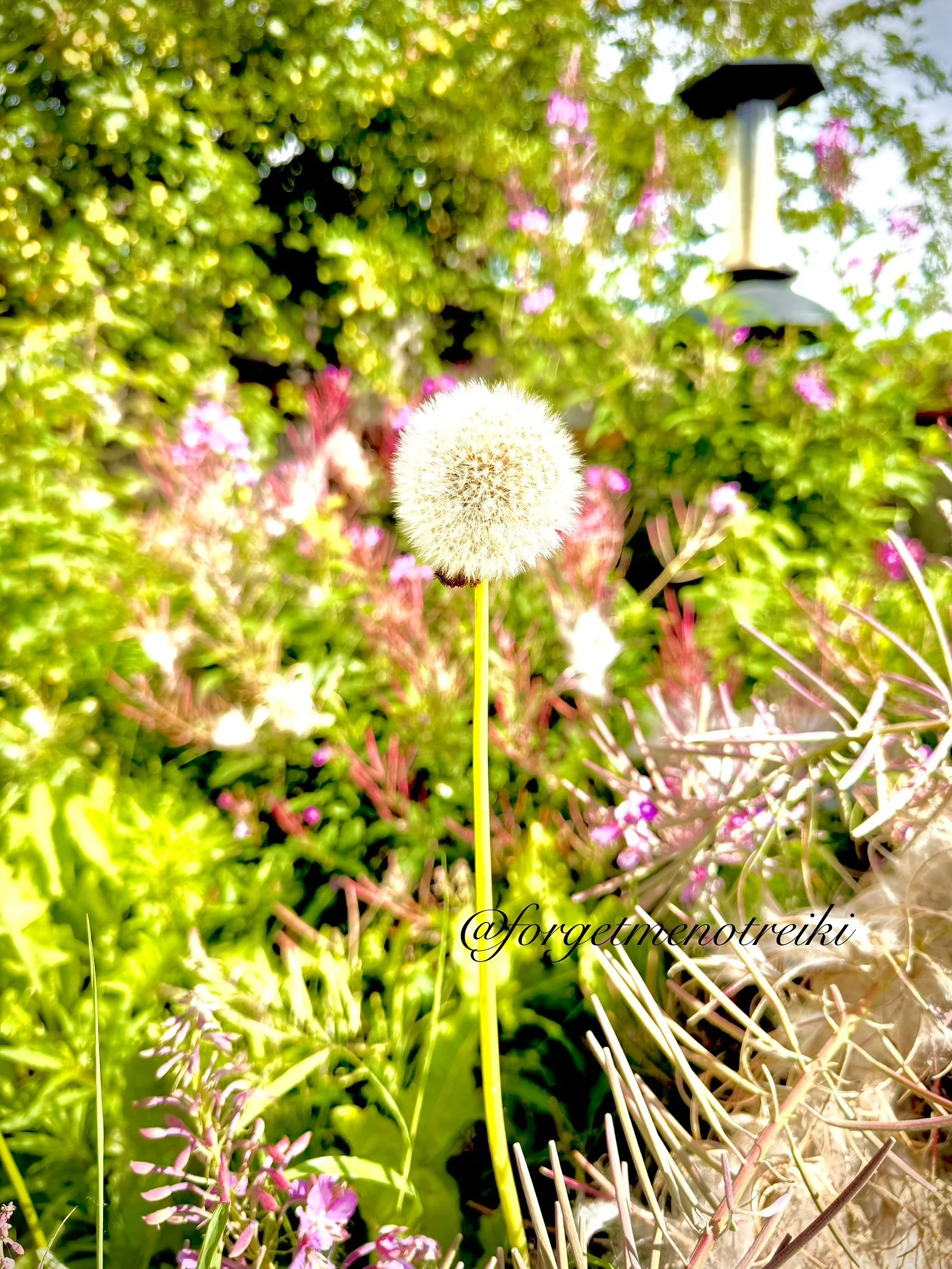 Herb Spotlight : Dandelion