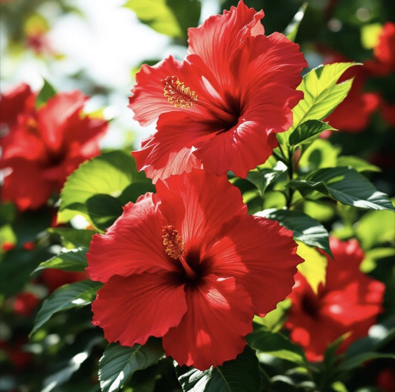 Herb Spotlight: Hibiscus