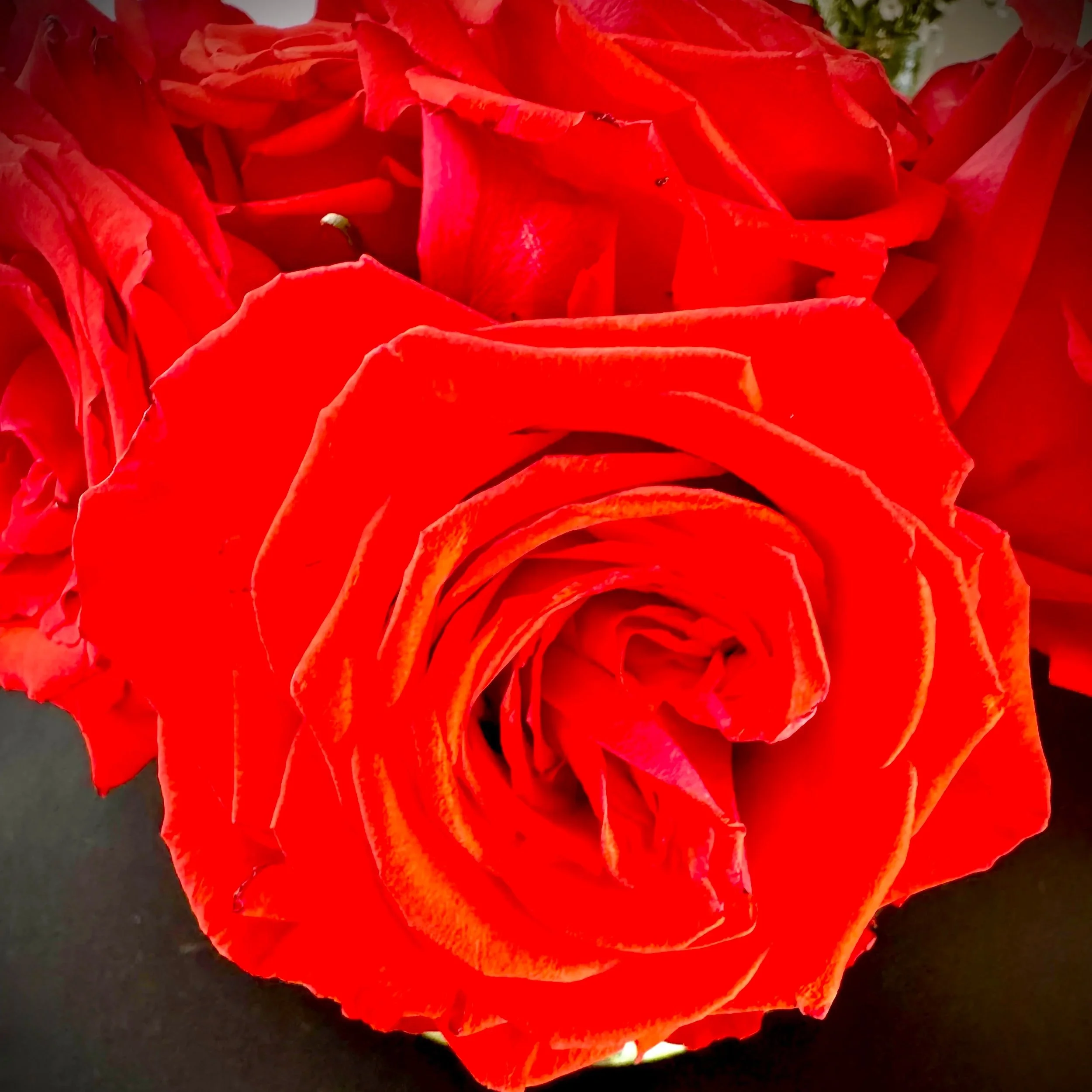 Herb Spotlight: Rose