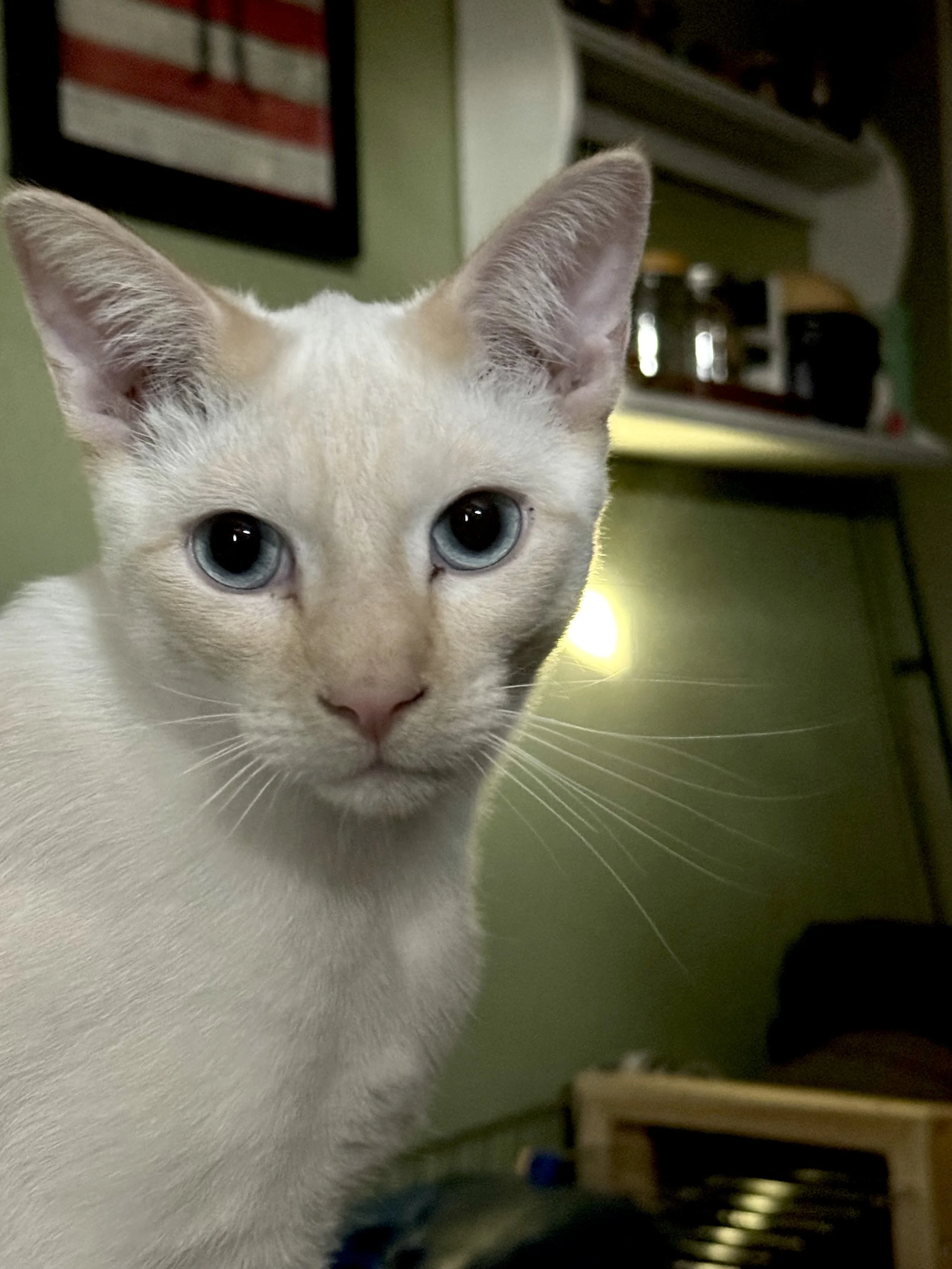 A Story of a Kitten &amp; the Woo