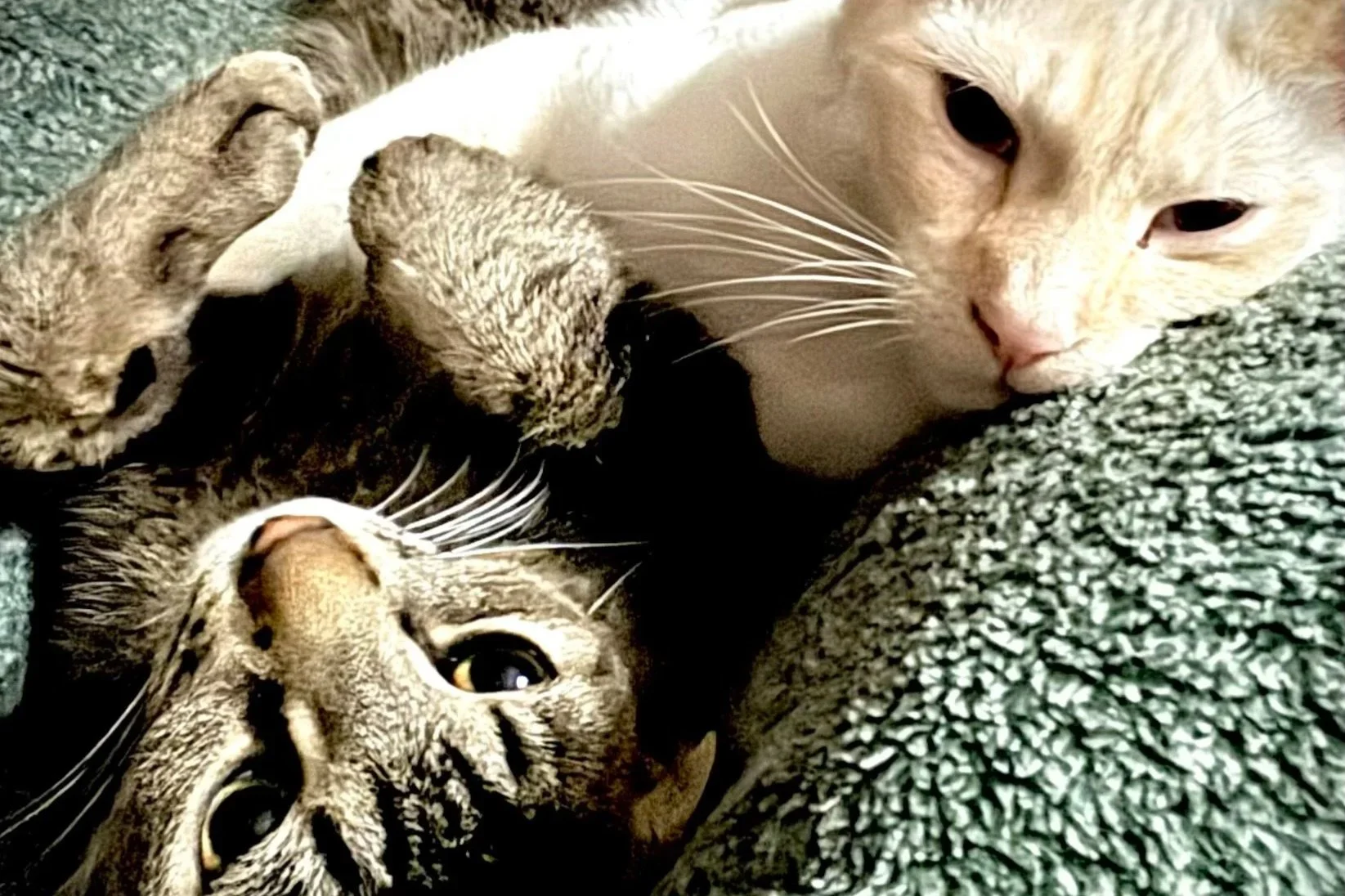 My Little Snickers Commercial: Life with a Hangry Cat