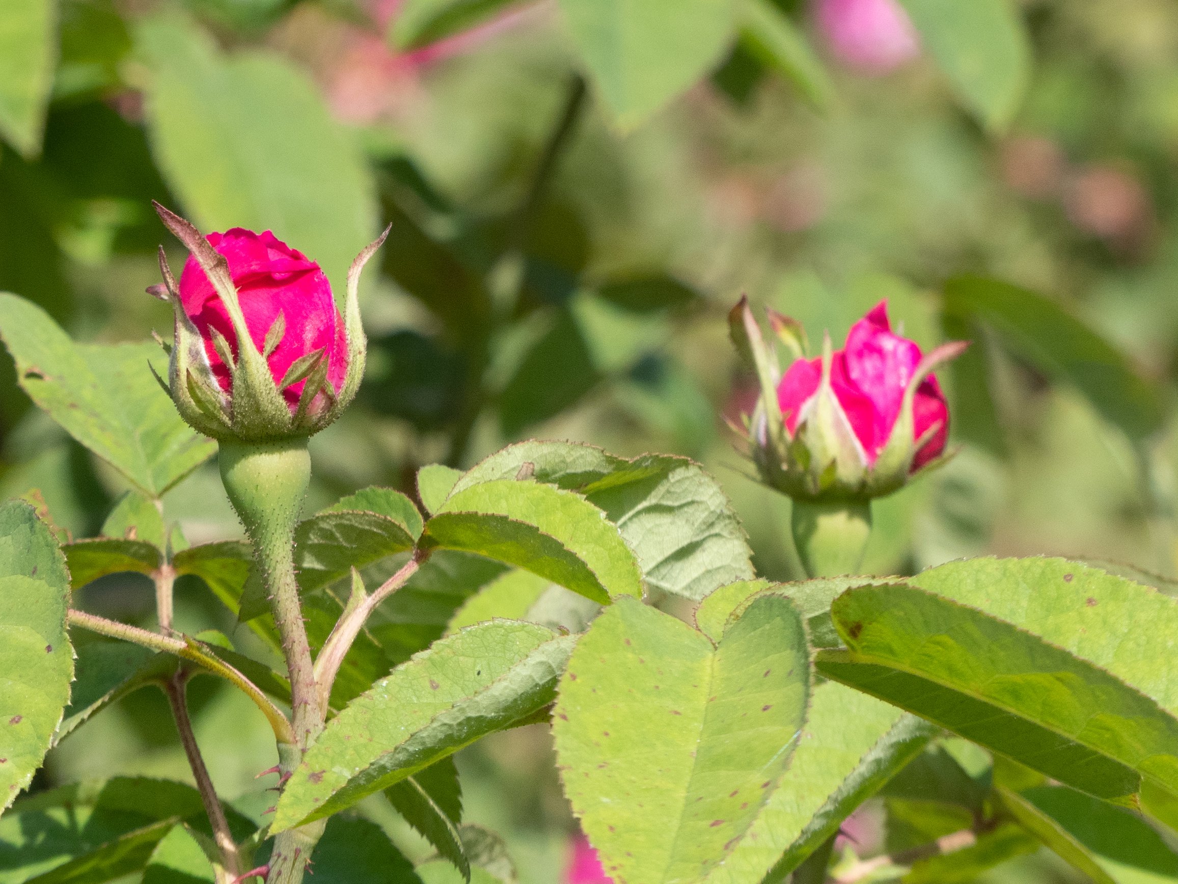 Elixir de ROSE