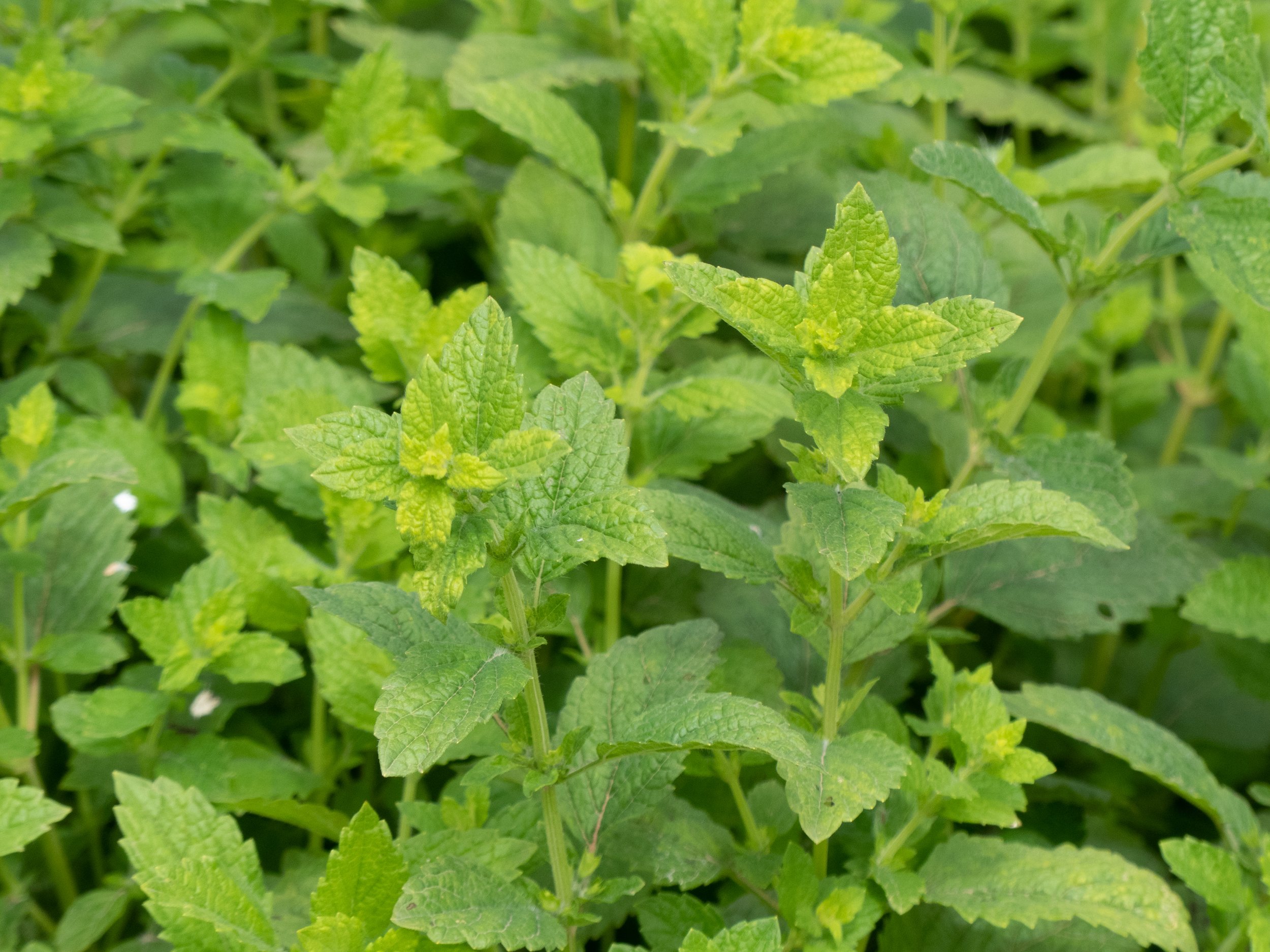 Hydrolat à boire Mélisse