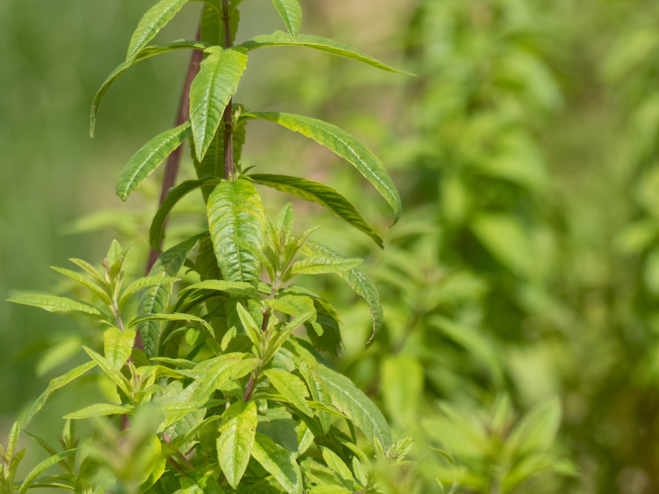Hydrolat à boire Verveine