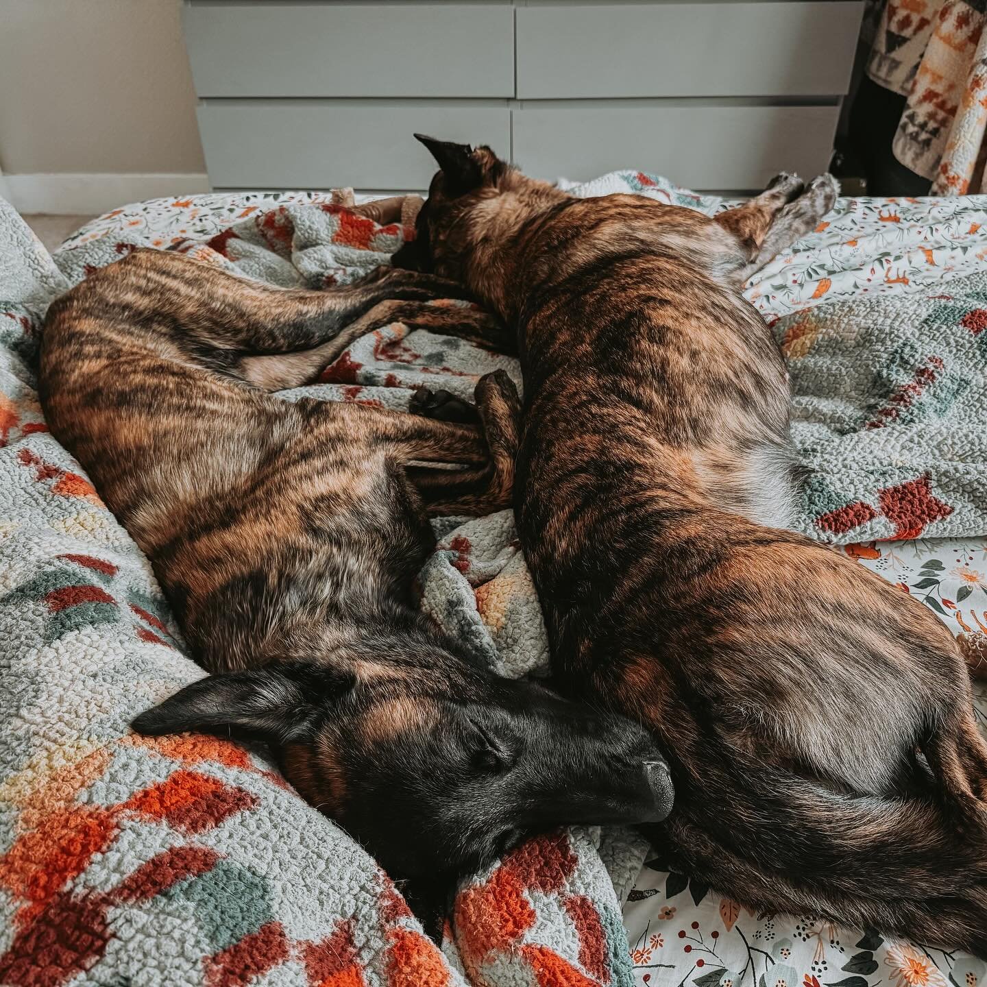 my whole heart ❤️
&bull;
&bull;
&bull;
&bull;
&bull;
#dutchshepherd #workingdog #hollandseherder #dogtrainer #dutchshepherdsofinstagram #lazyday #dogdaysofsummer