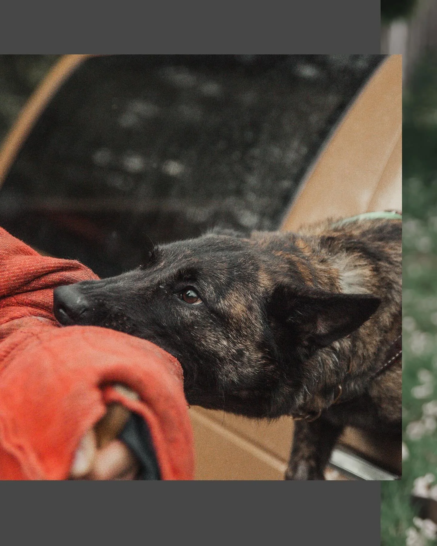 Rosalita is everything we strive to produce.
Genetic grips, real aggression, powerful drive &mdash; but stable, thinking, and clear enough to do heel work with a 10 year old.
She doesn&rsquo;t need to be &ldquo;managed.&rdquo; She knows when to turn 