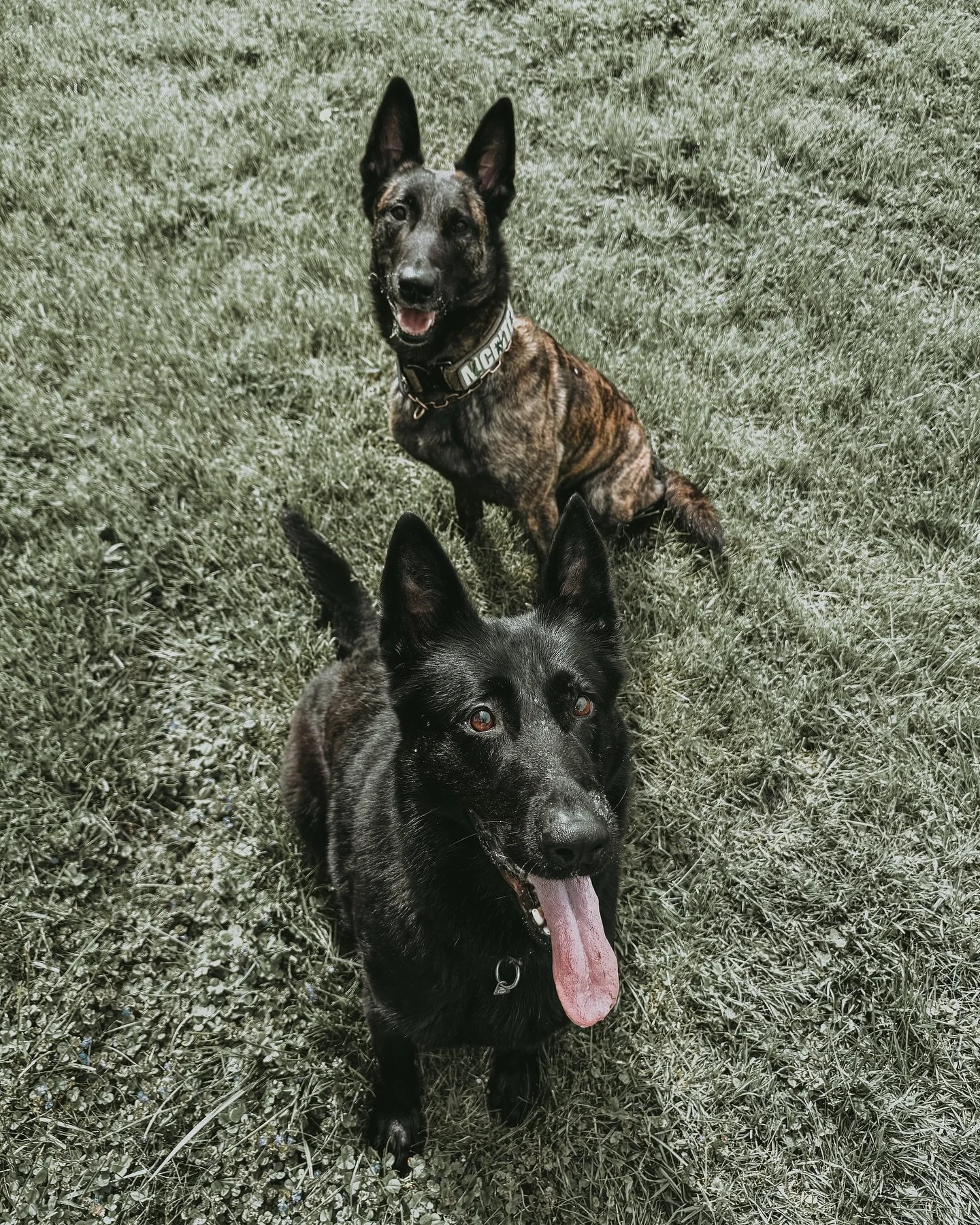 ZVV1 Orka Ja Na Ka and BH-VT Pytka&rsquo;s Jump a Little Lighter
Just need a nice Malinois to round out the lineup