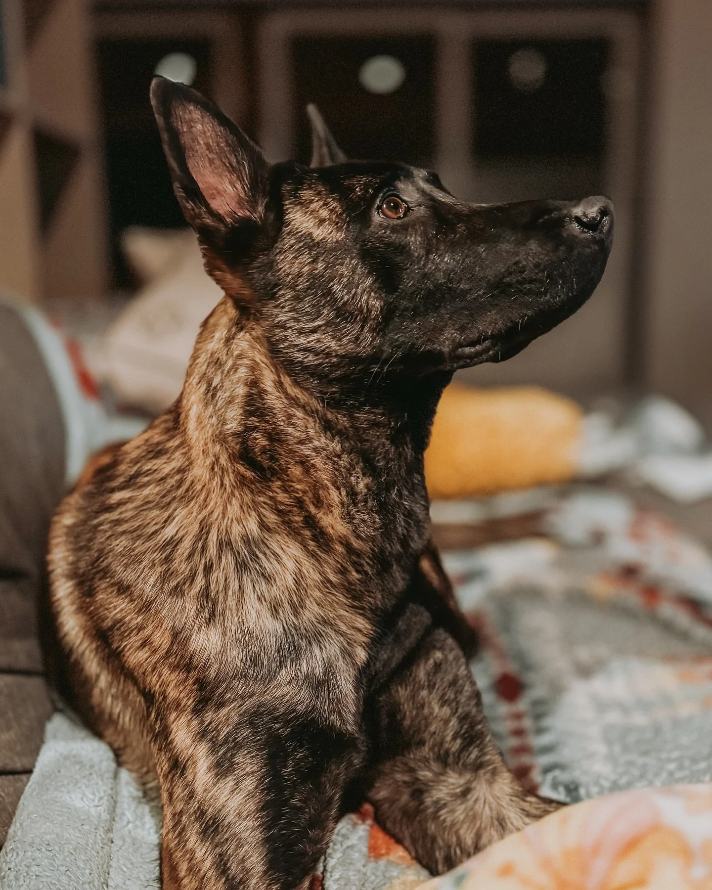 So bittersweet, we said happy trails to Creed yesterday. His new handler will be developing him for Urban Search and Rescue with FEMA Ohio Task Force 1. These dedicated teams deploy nationally to find injured and trapped individuals in response to na
