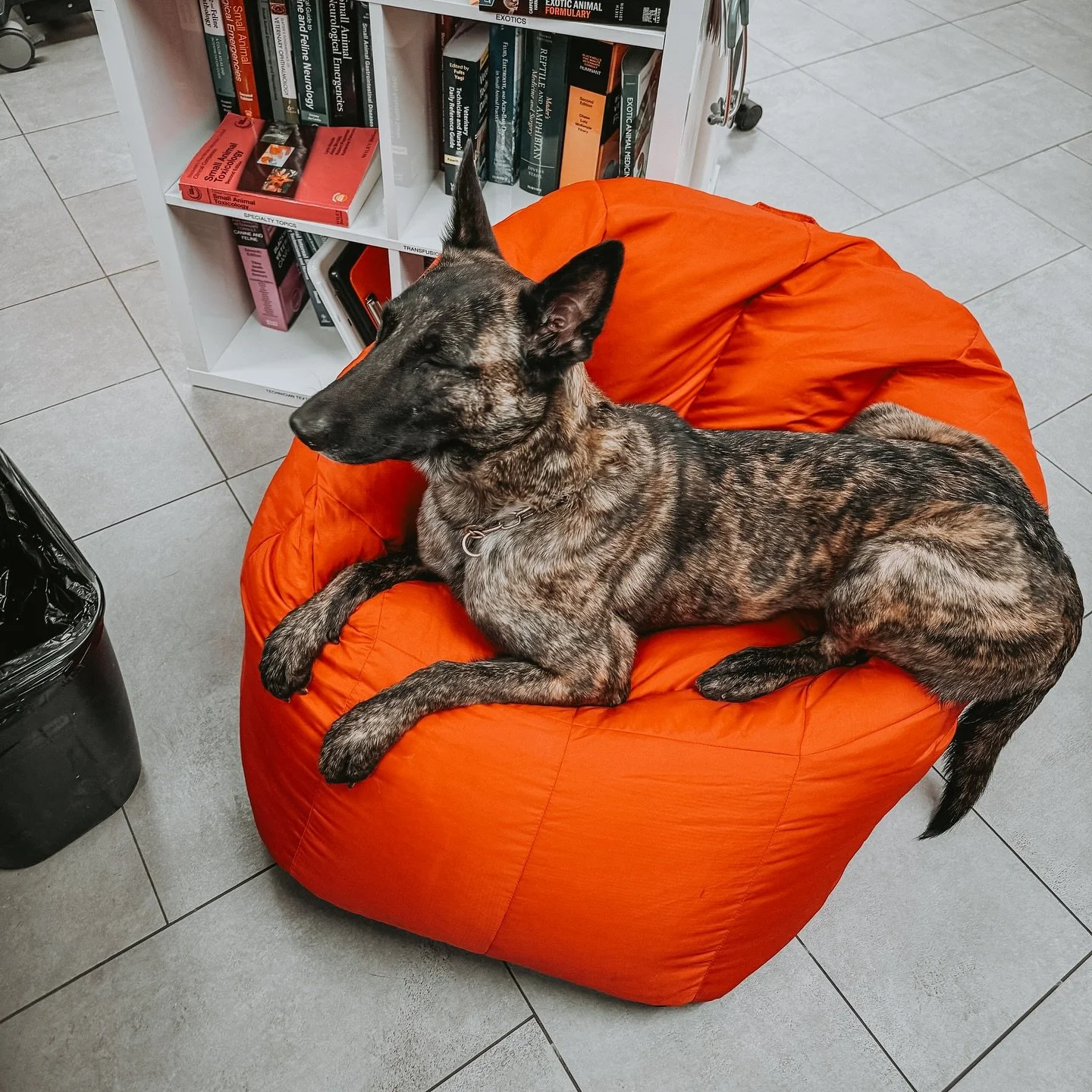 Rosi approves of @veterinary_emergency_group