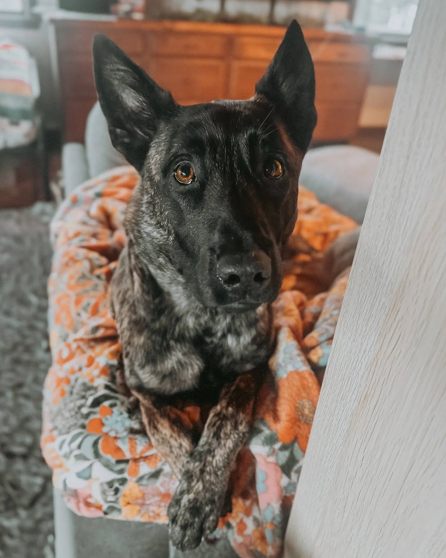 Dutchie on his perch