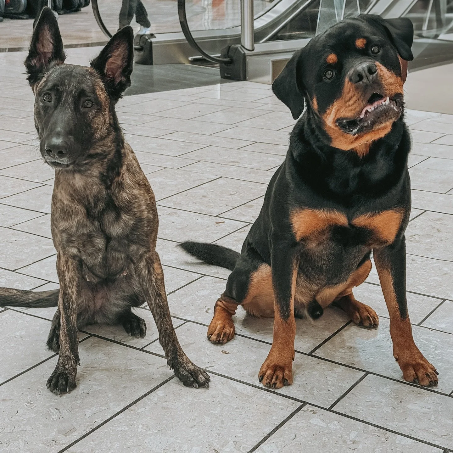 Rosalita and our handsome client dog, Apollo. Apollo is a 2 year old male Rottweiler &mdash; he&rsquo;s got a lovely, enthusiastic temperament and we&rsquo;ve been working on his impulse control and obedience in distracting environments. Apollo is a 