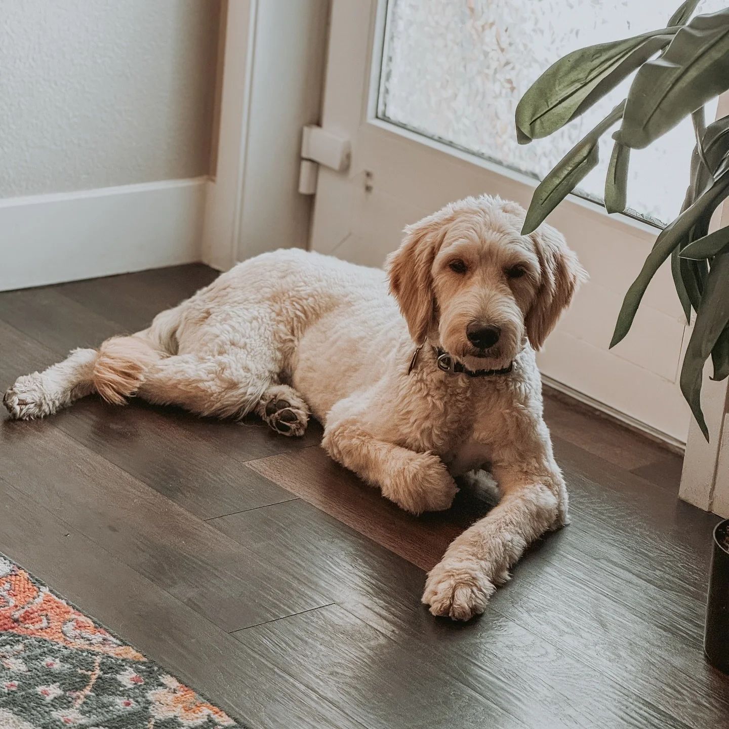 Boarder Toby enjoying our home-style boarding &mdash; dogs are part of the family here and enjoy access to our home. No offsite kennels, full-time care and attention! 💕✨
