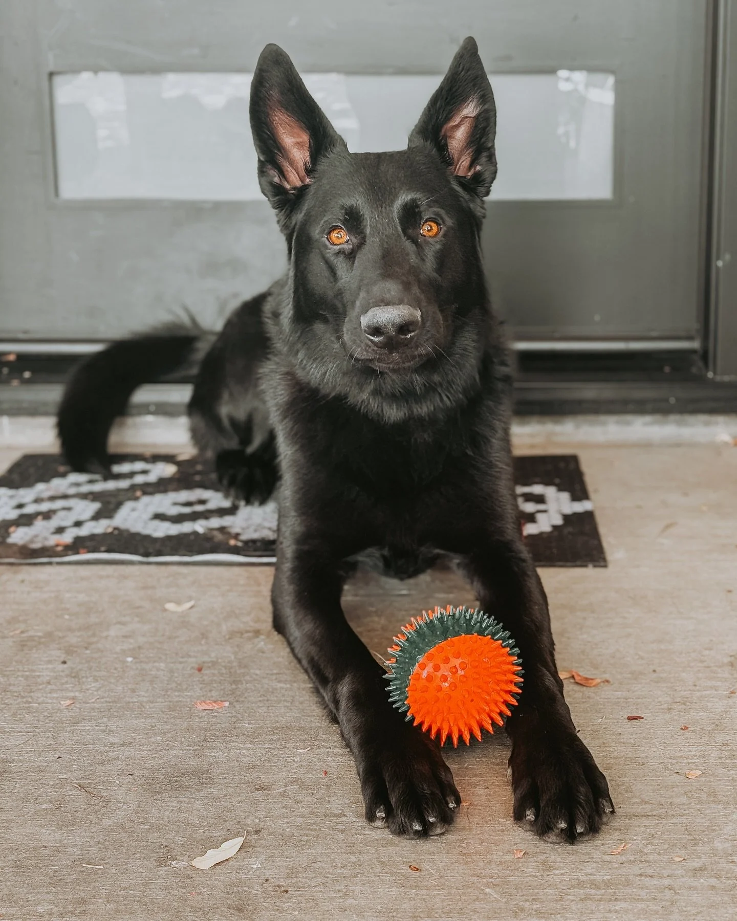 ball is love, ball is life for client dog Kodak ✨