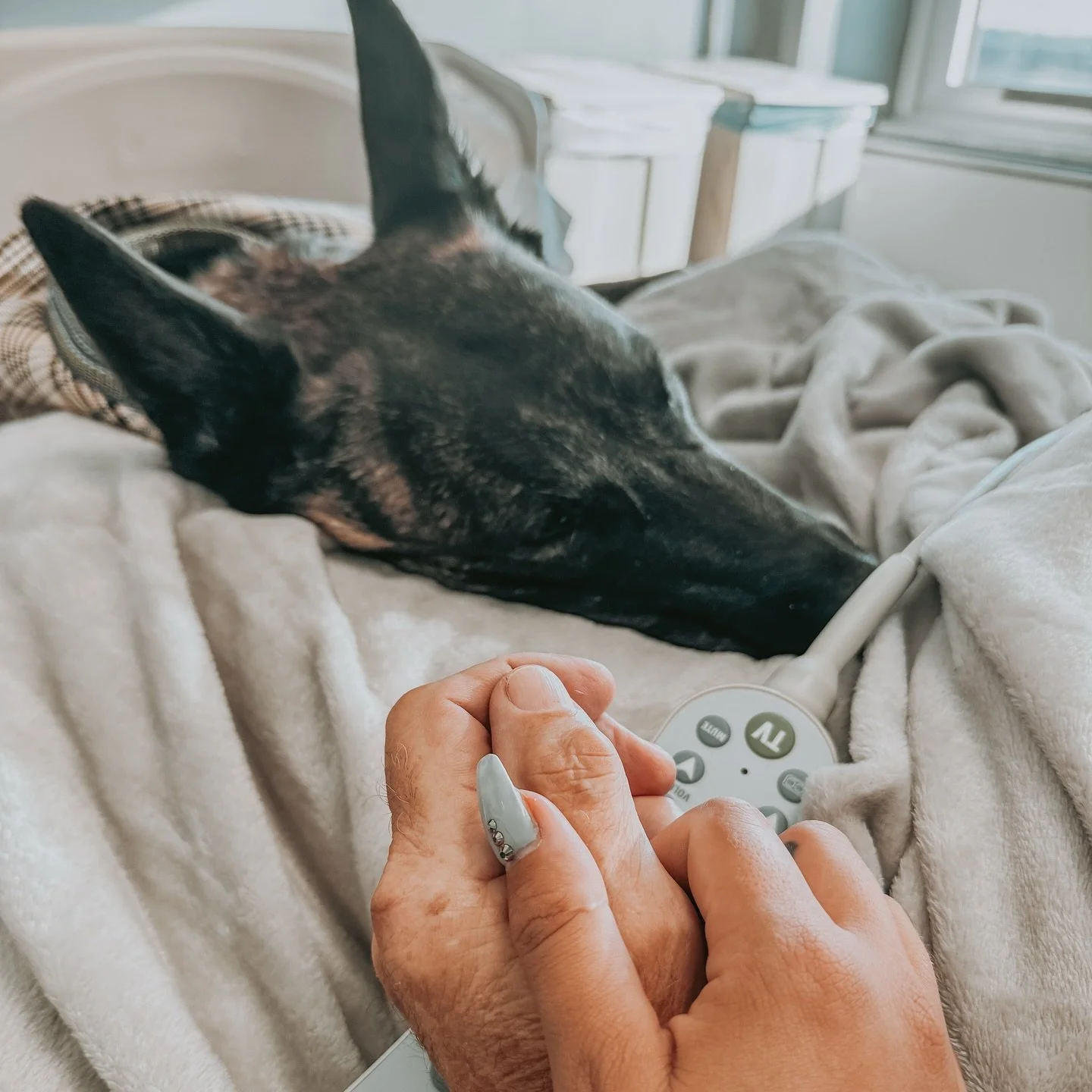 Rosalita appreciation post.
Losing my dad, the man who inspired my passion for dogs and dog training, is the hardest thing I&rsquo;ve ever lived through. My heart aches every minute and the pain is blinding.
But Rosi is my rock. She was by my side wh