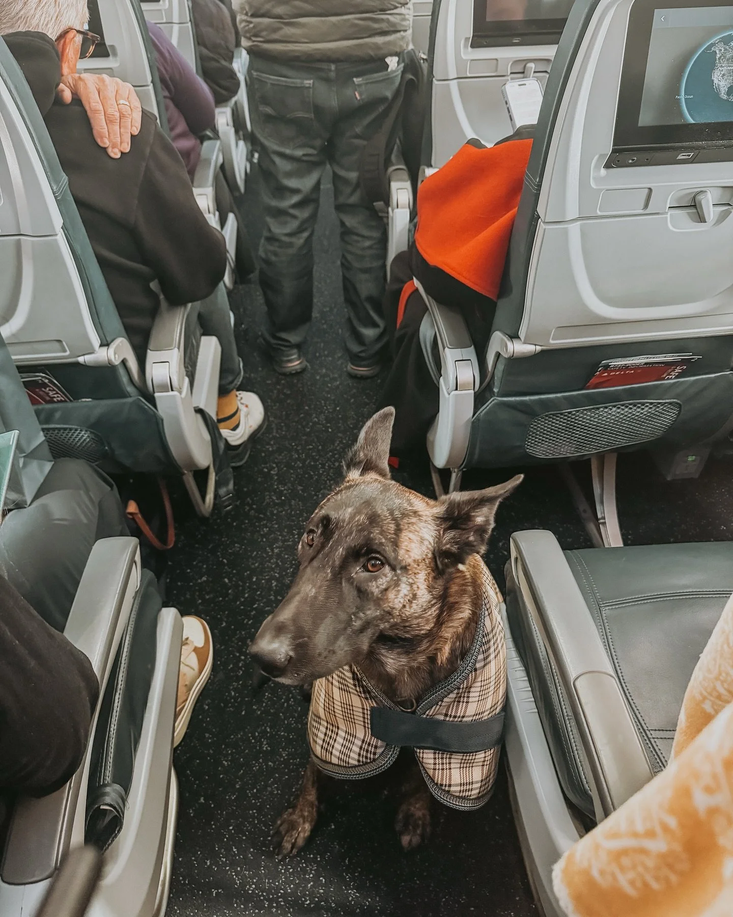 Rosalita waiting patiently to deplane
