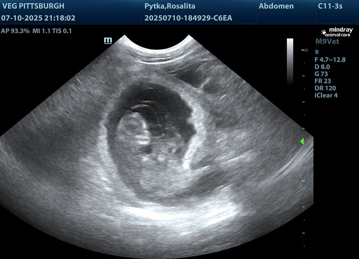 Rosalita x Rio due 8.11.2025
DM for more details