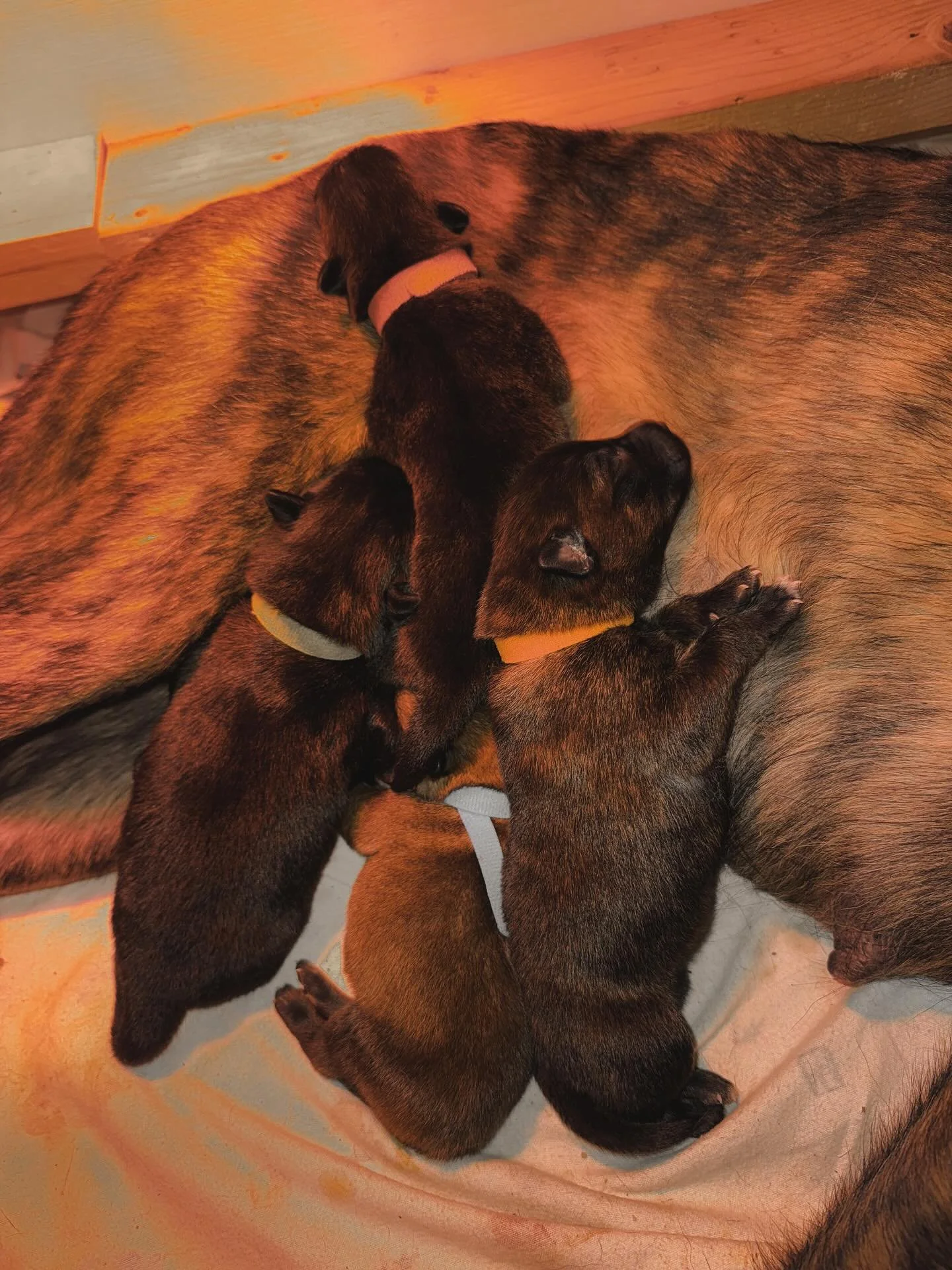 Not even two weeks old and already acting like they own the place. These pups are growing like weeds, cleared their vet checks like champs, and have no shortage of attitude. We&rsquo;ve got three brindle firecrackers and one fawn sable standout girli