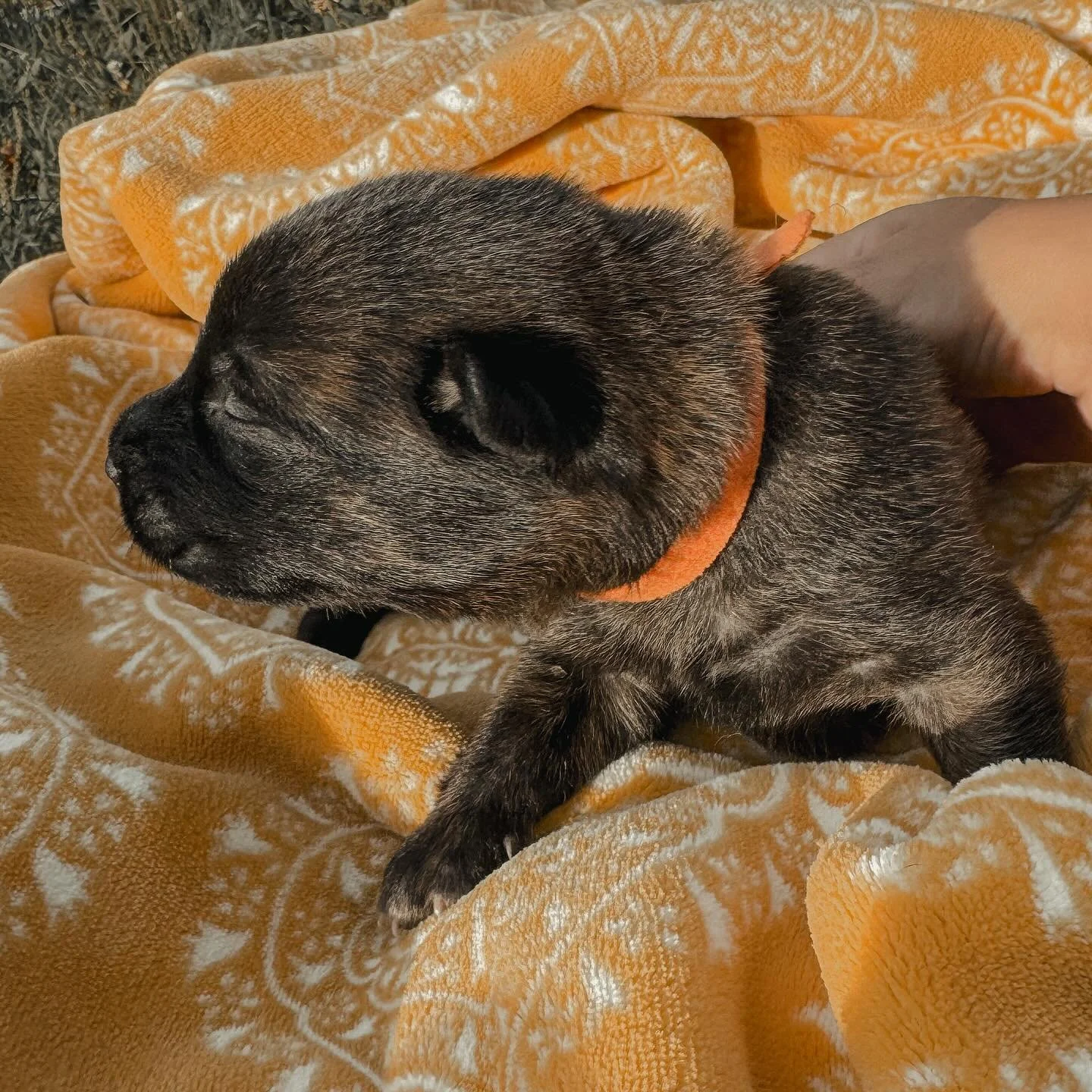 Our PPK9 A litter is officially two weeks old! Eyes are opening, first steps are happening, and their personalities are shining through. With their first deworming complete, they&rsquo;re thriving and right on track. We&rsquo;ve been implementing ENS