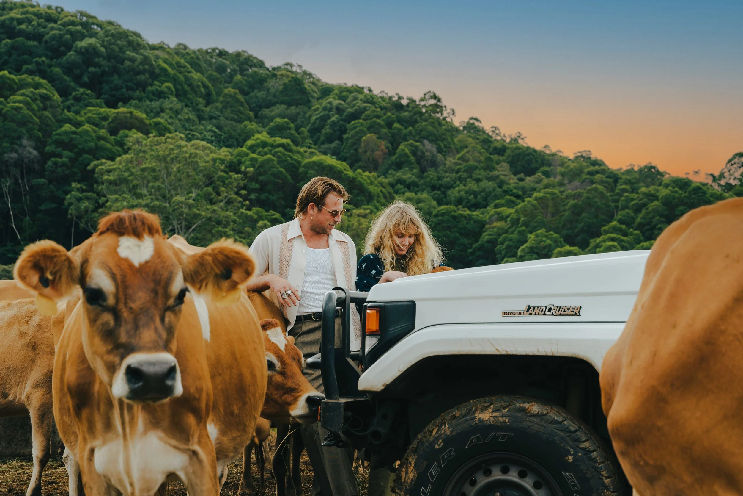 Two people, a man and a woman, standing near a white Toyota Land Cruiser surrounded by several brown and white calves in a rural outdoor setting at sunset, with a green forested hillside in the background.