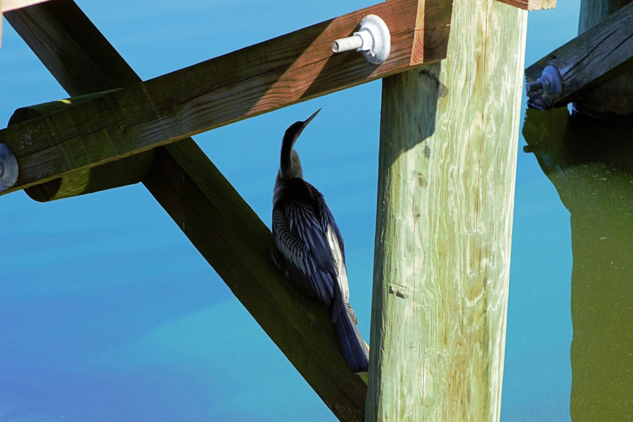 Anhinga under Boardwalk