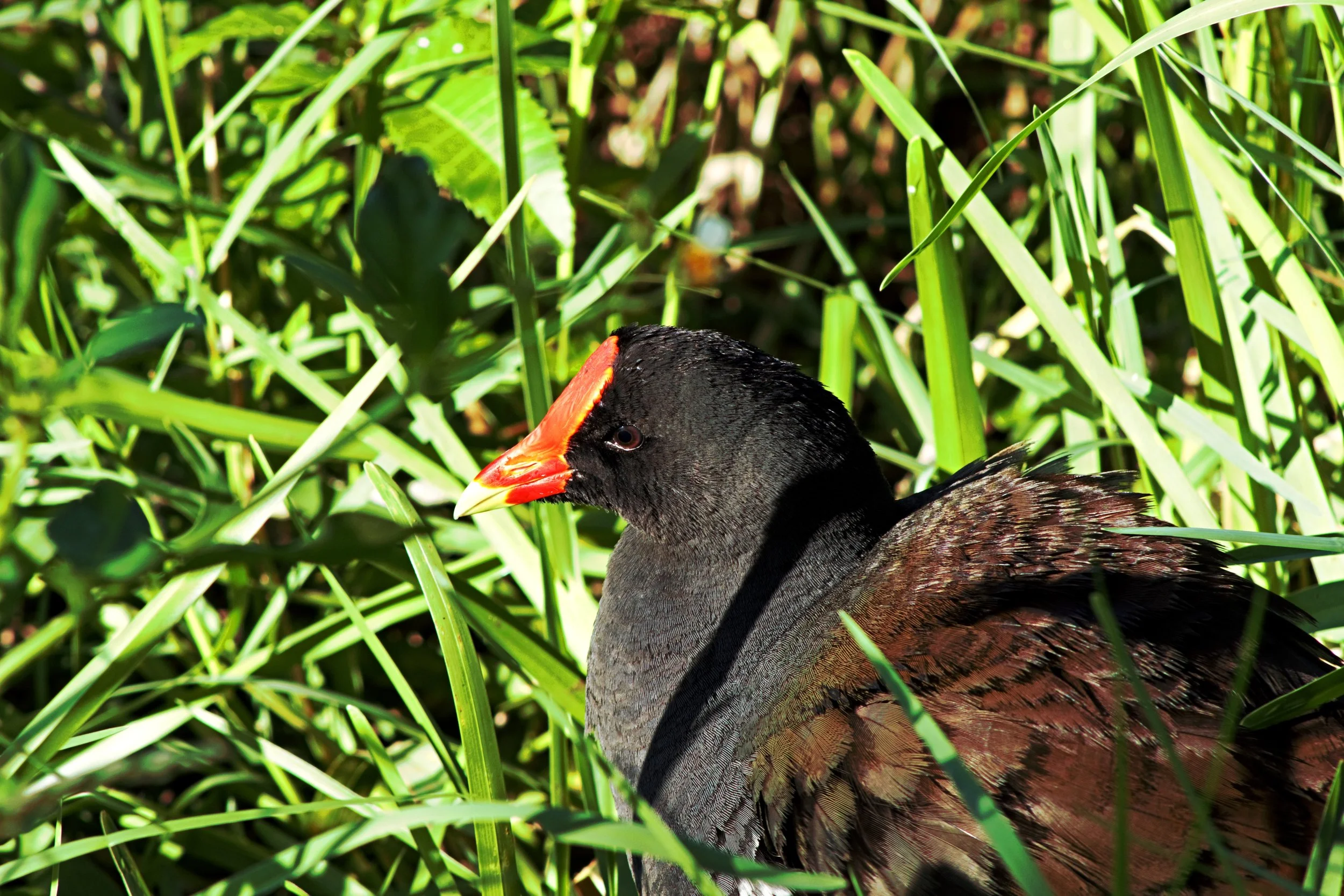 Moorhen.jpg