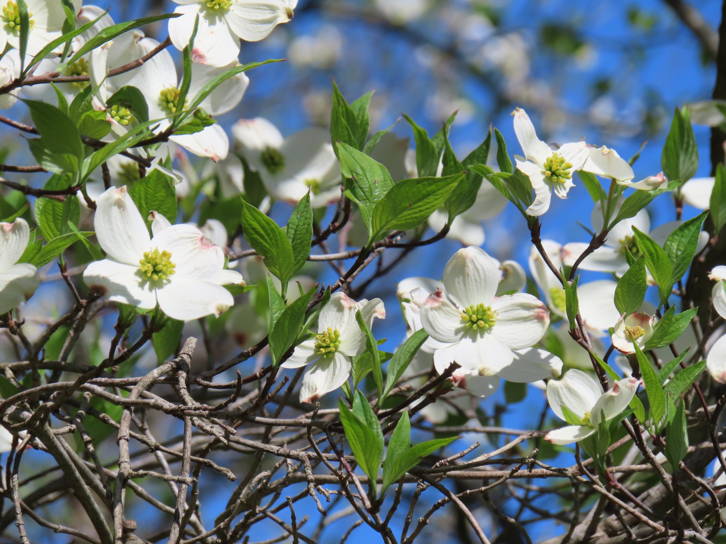 White dogwood blossom flowers on branches