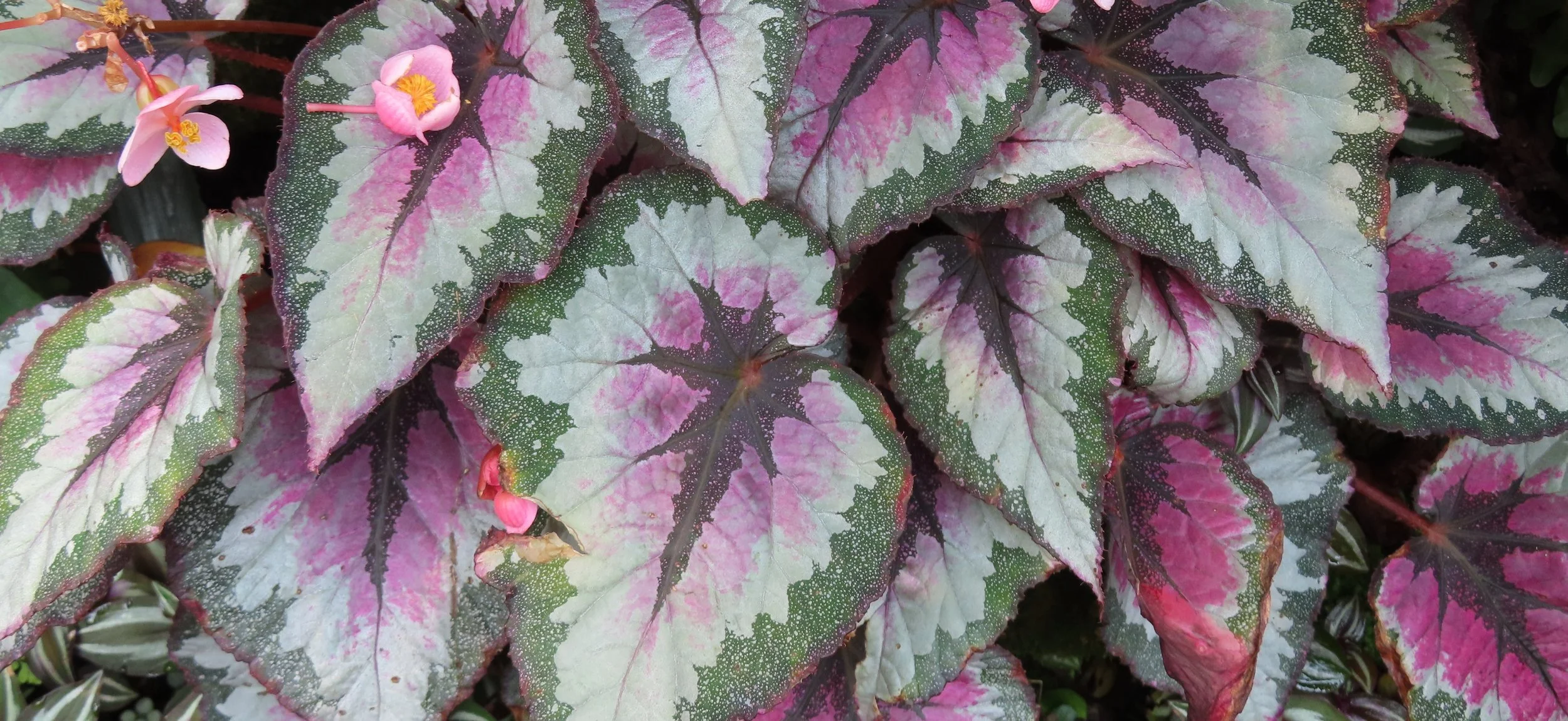 Purple, white, and green coleus leaves