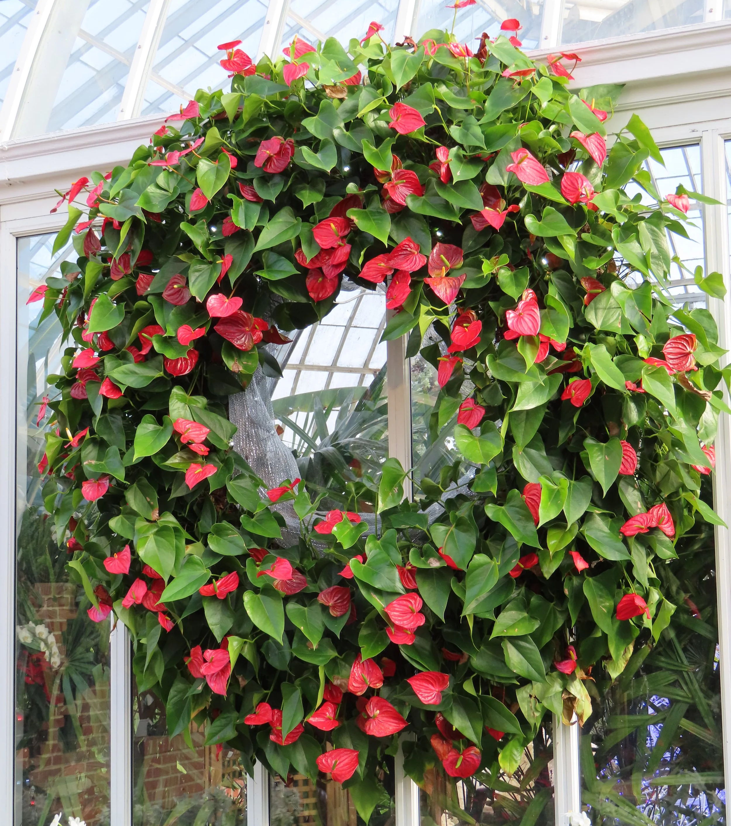A large, Anthurium plan in the shape of a wreath inside Phipps.