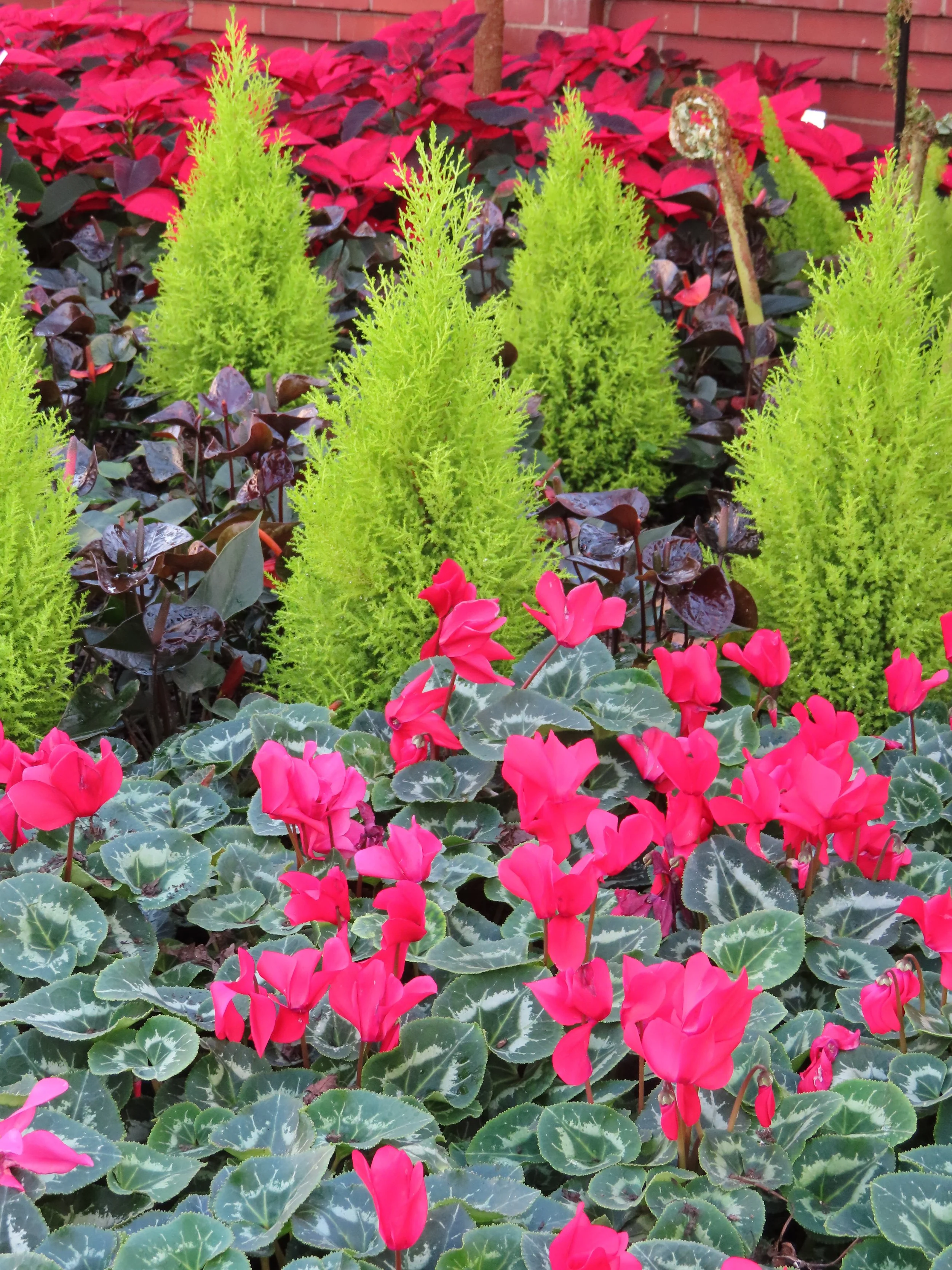 Bright pink cyclamen flowers with variegated green and silver leaves in front, yellow-green evergreen shrubs behind, and red poinsettia plants in the background near a red brick wall.