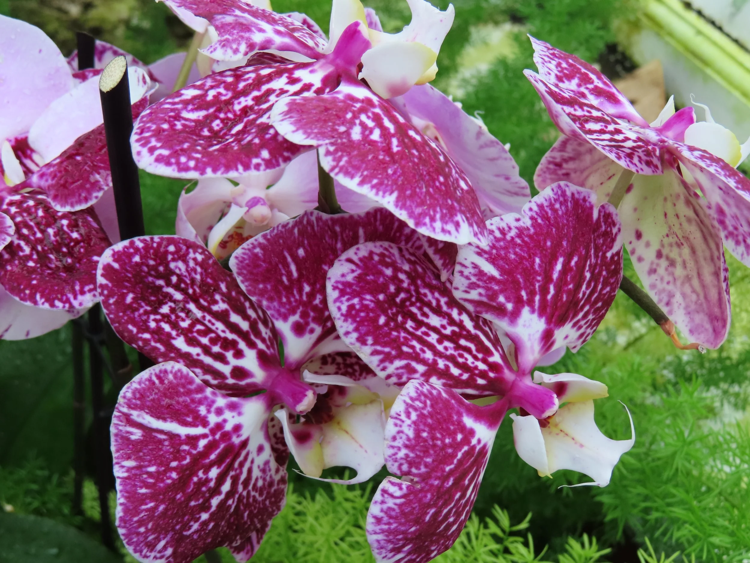 Purple and white orchids