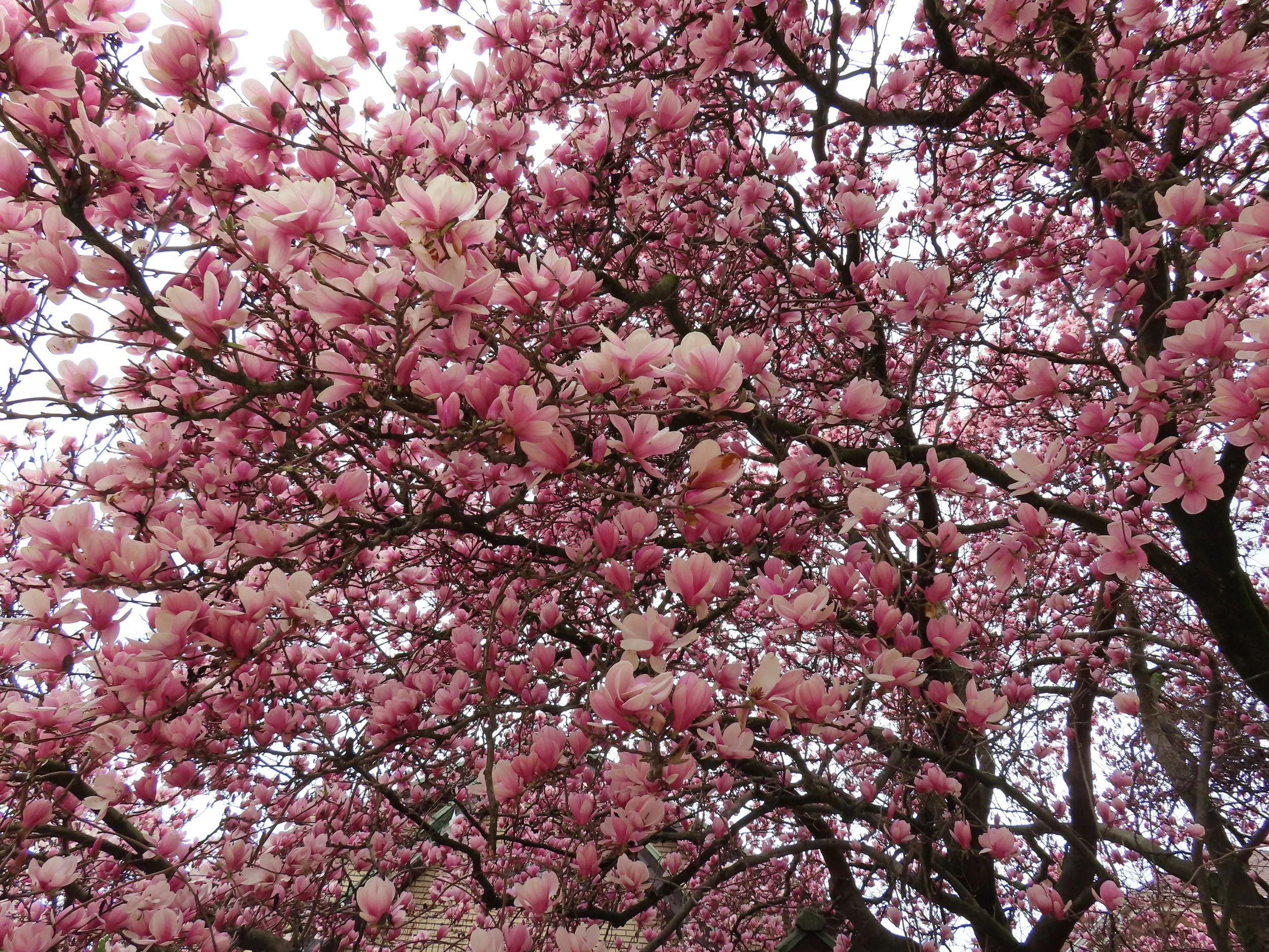 Pink magnolia flowers