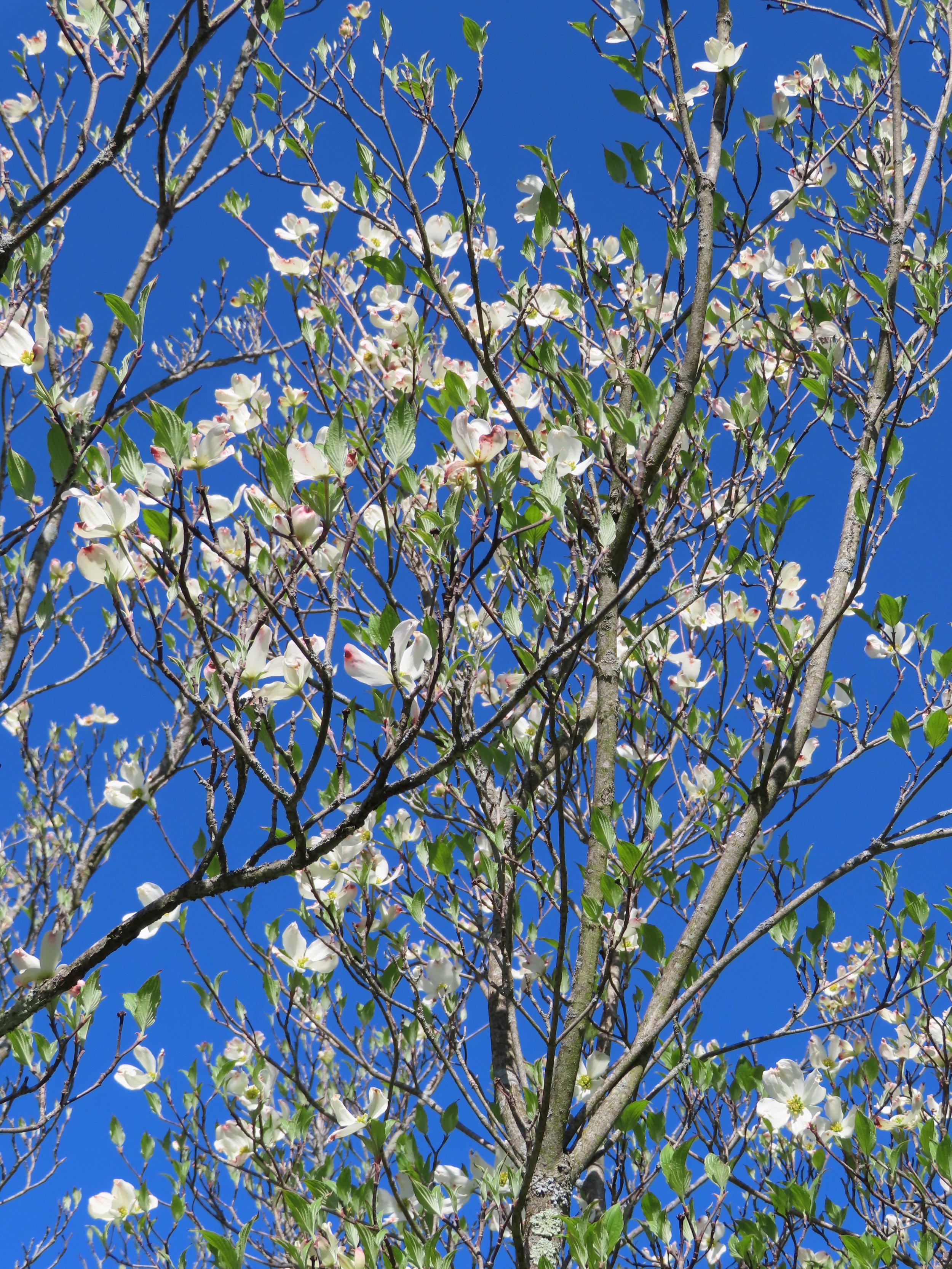 White dogwood blossom flowers on branches