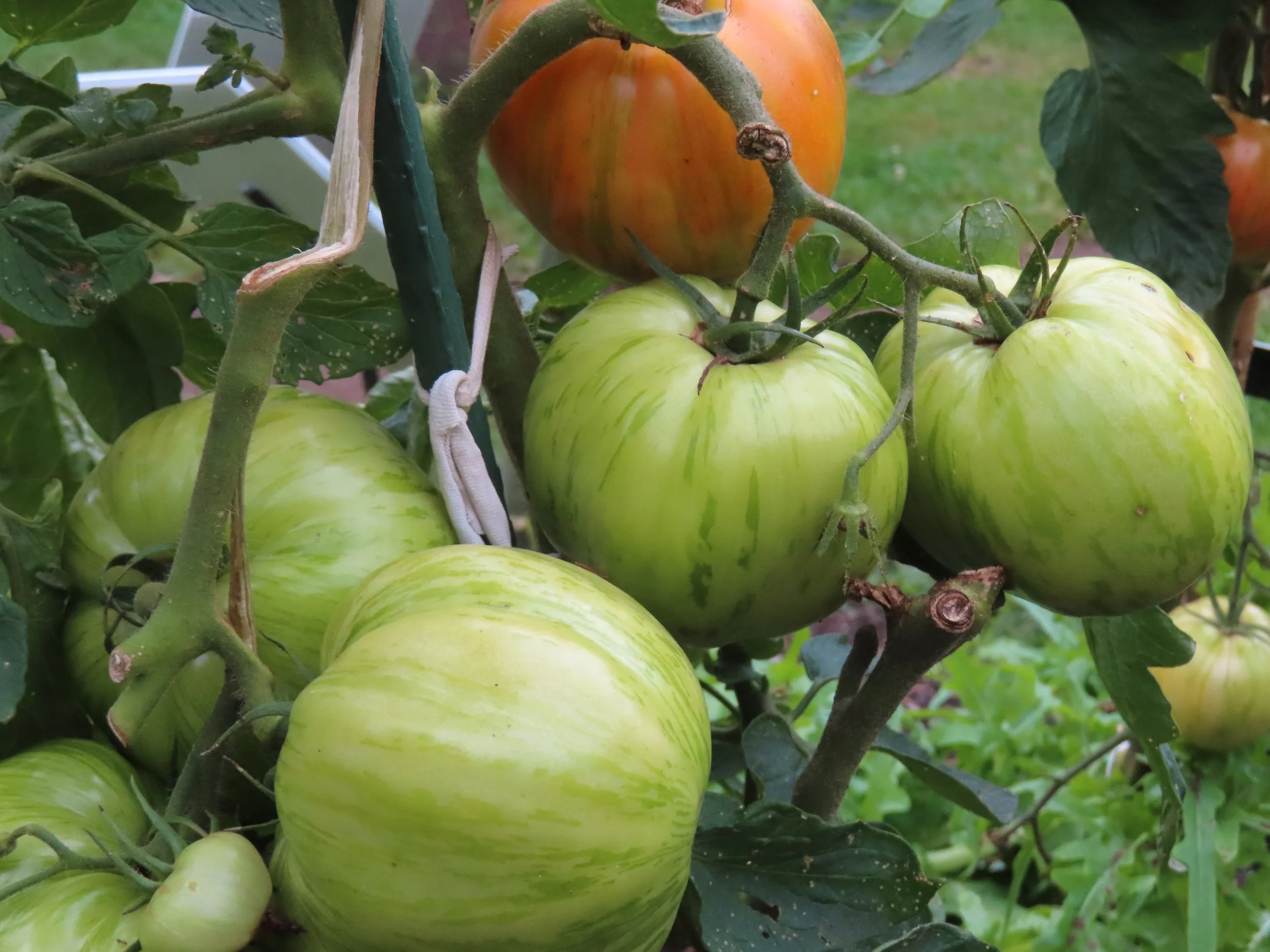 Green and orange tomatoes