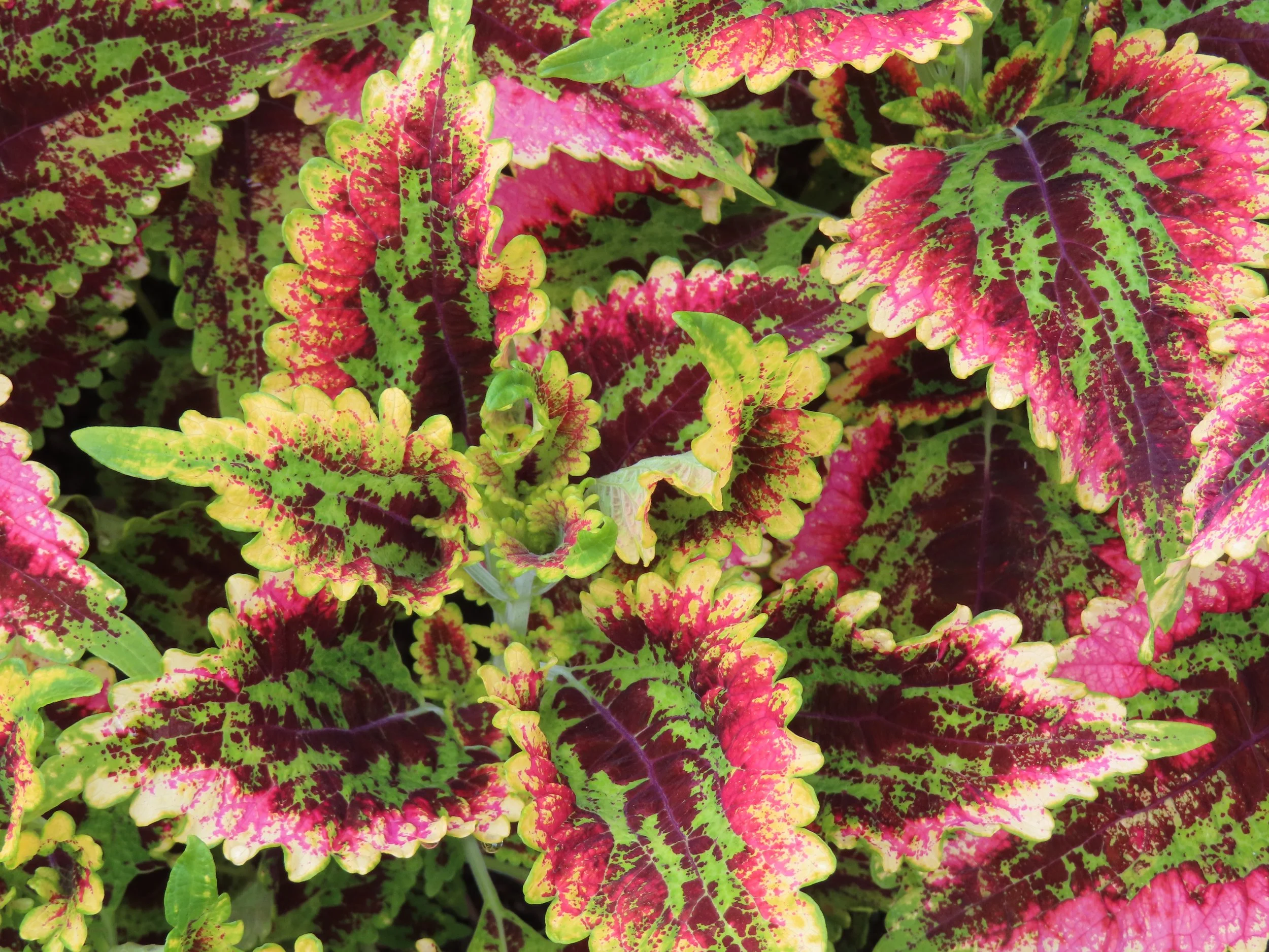 Coleus plants with yellow, purple, magenta, and green leaves