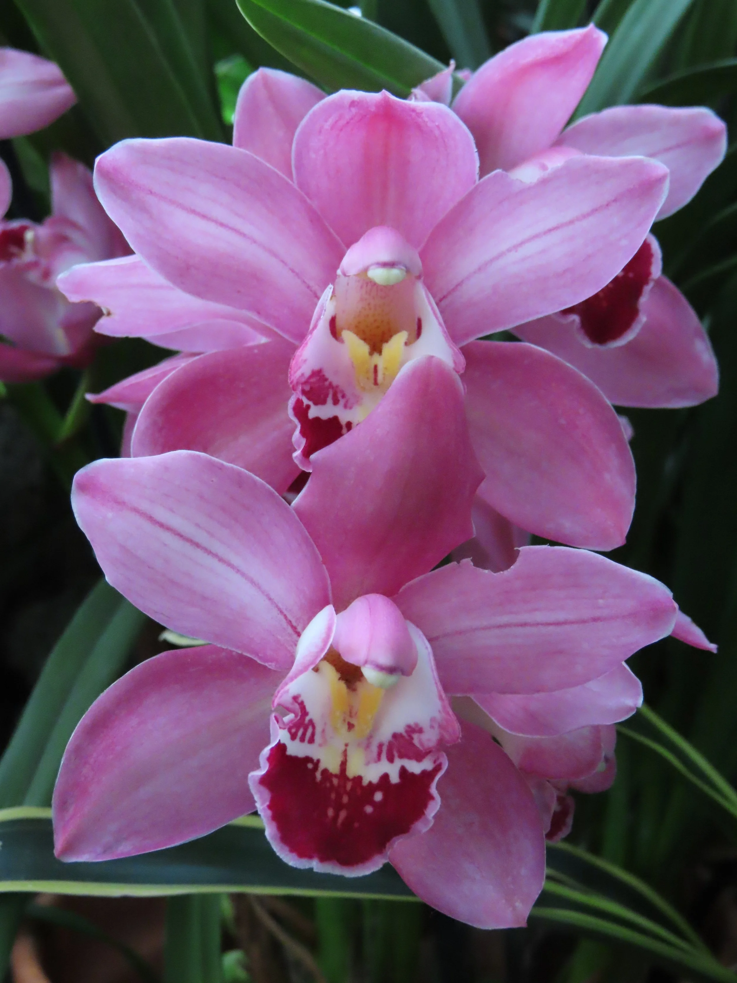 Vibrant pink orchids Phipps