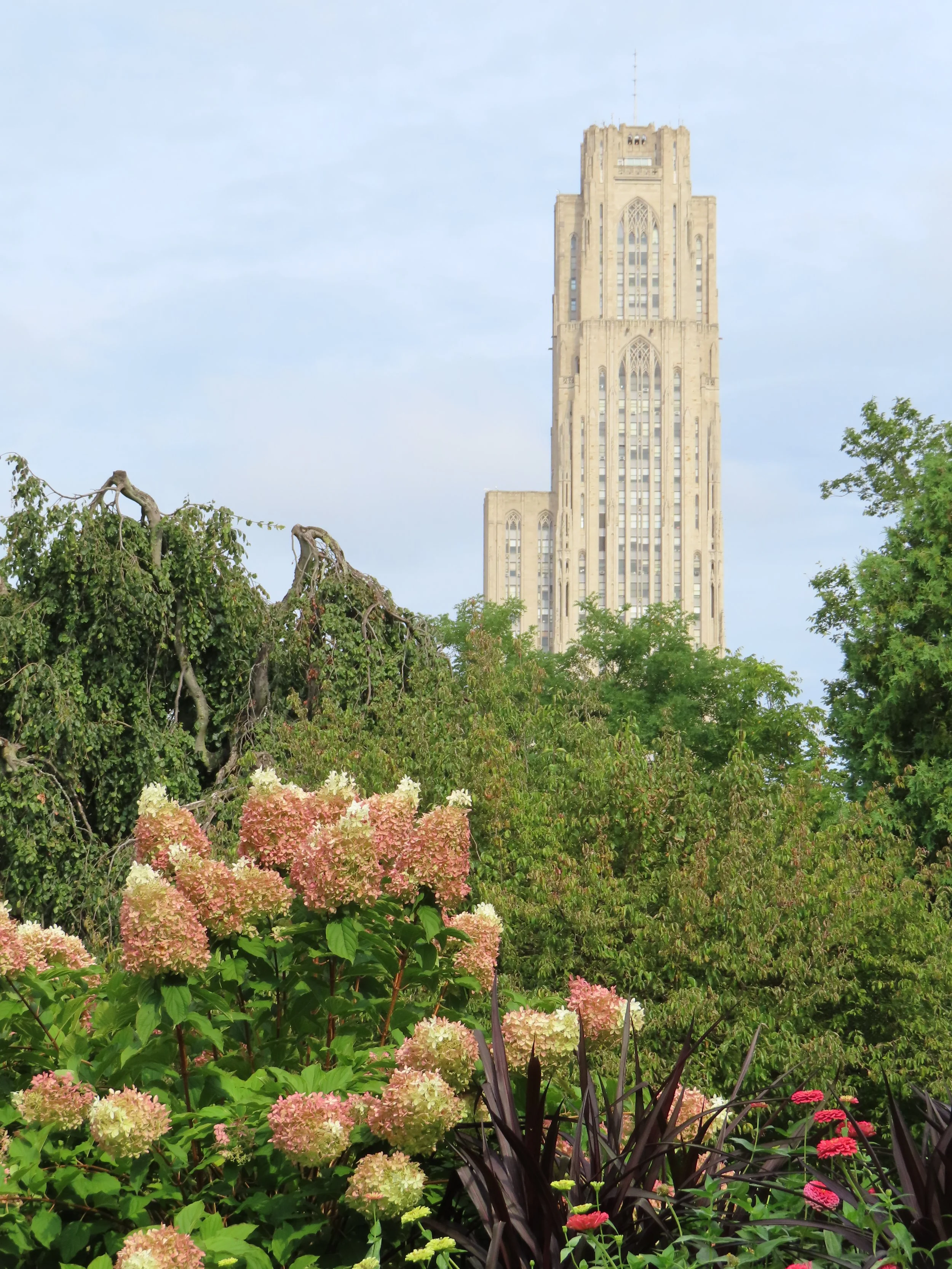 Cathedral of Learning building with green trees and rust flowers in foreground