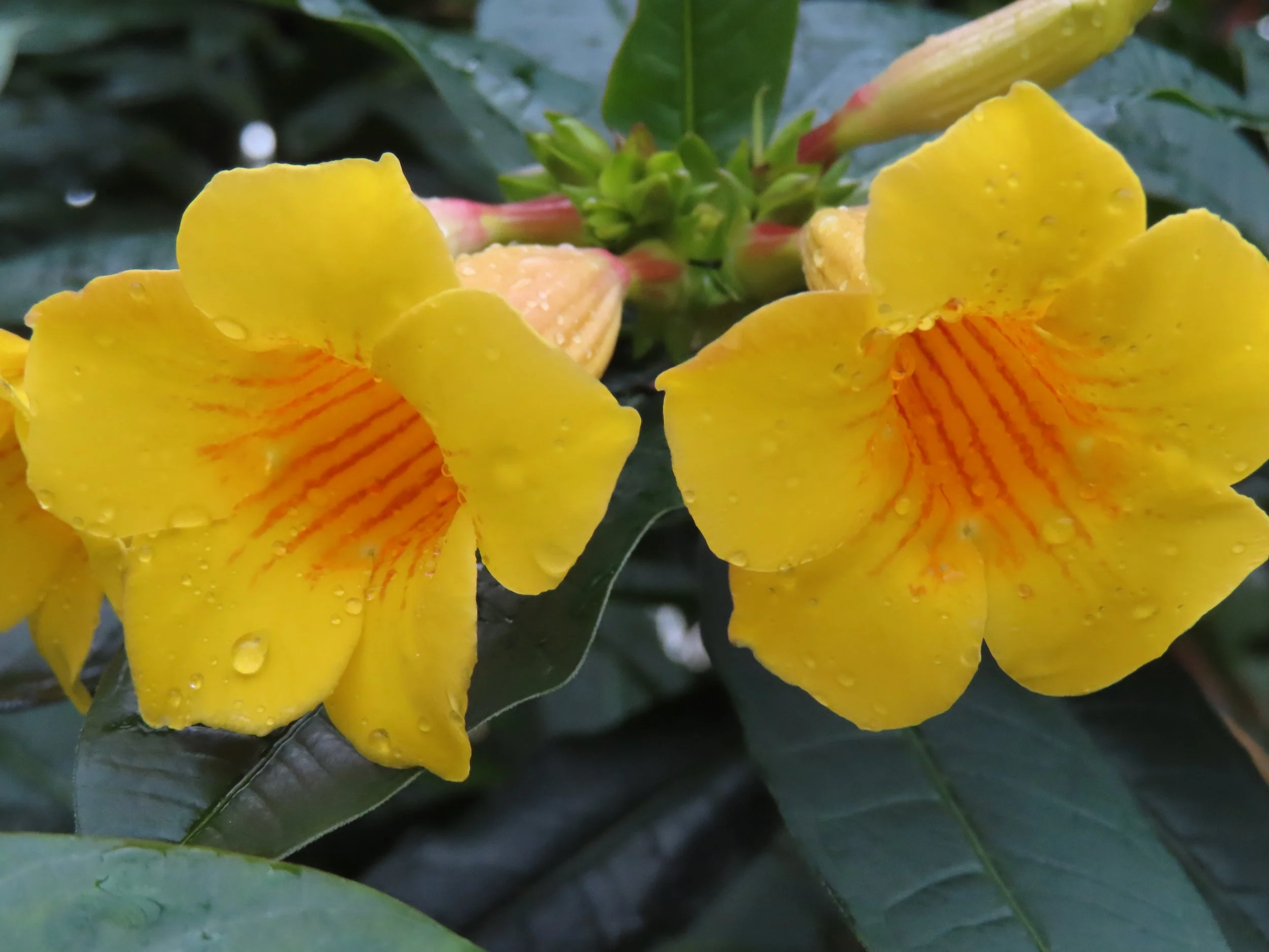 Yellow flowers with water droplets