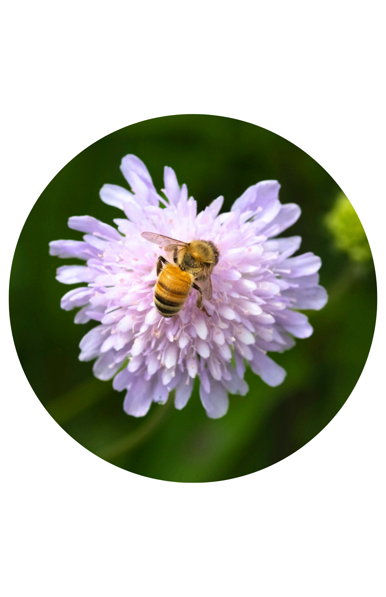 Bee on a flower #346
