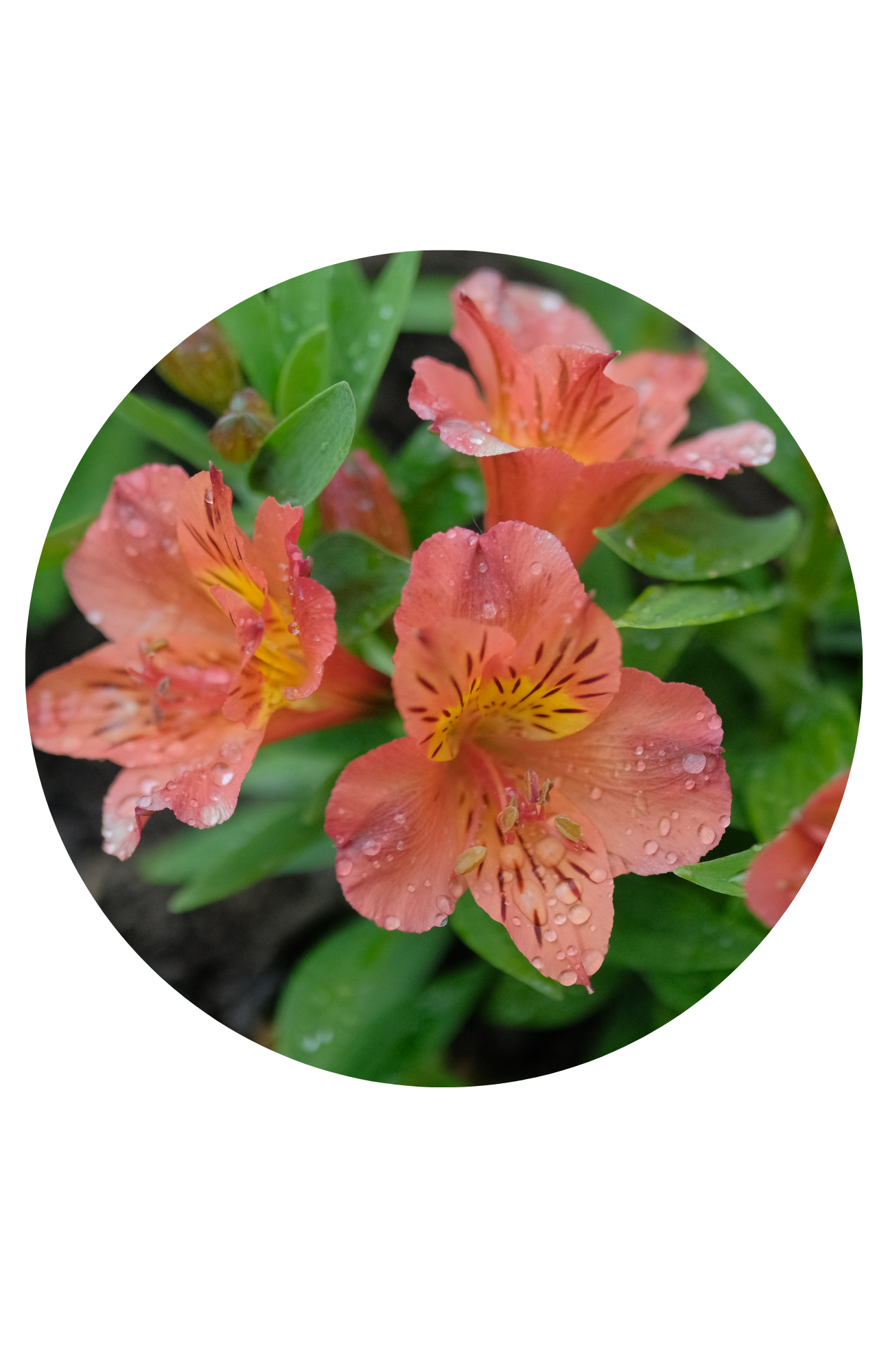 Peruvian Lilly. 196