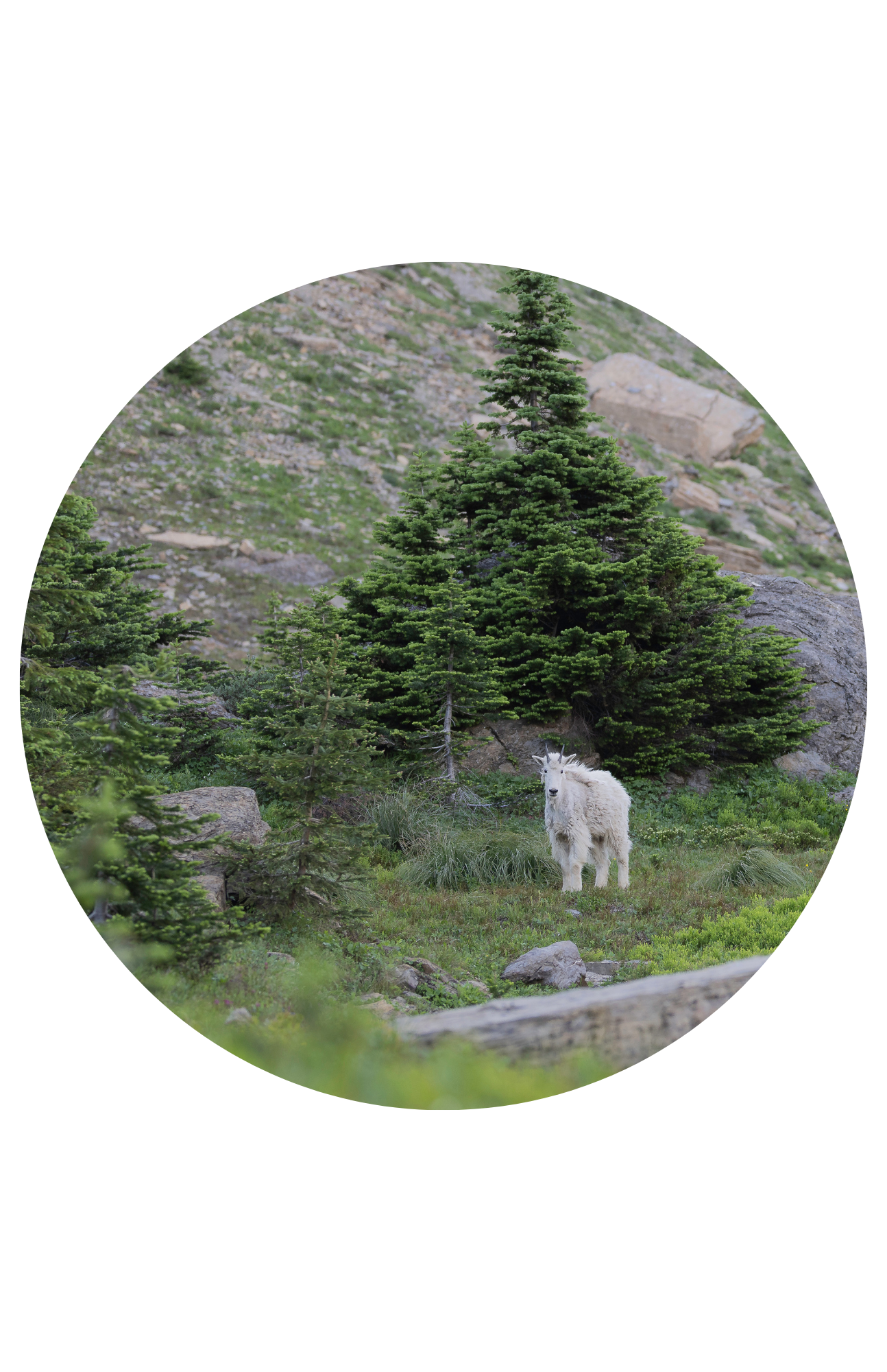 Mountain Goat Glacier National Park #350