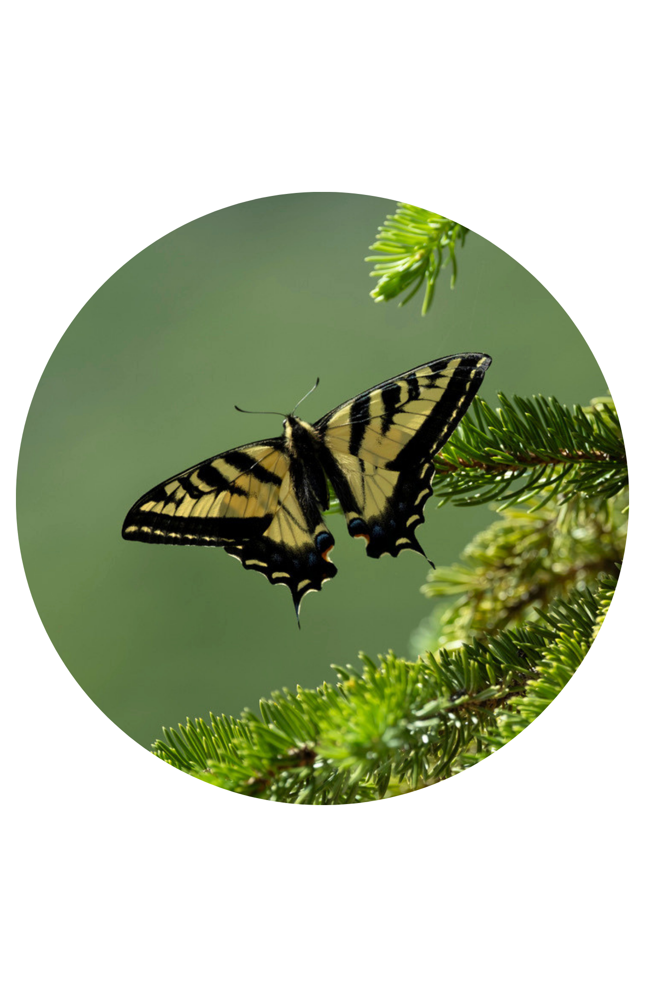 Western Tiger Swallowtail. #348