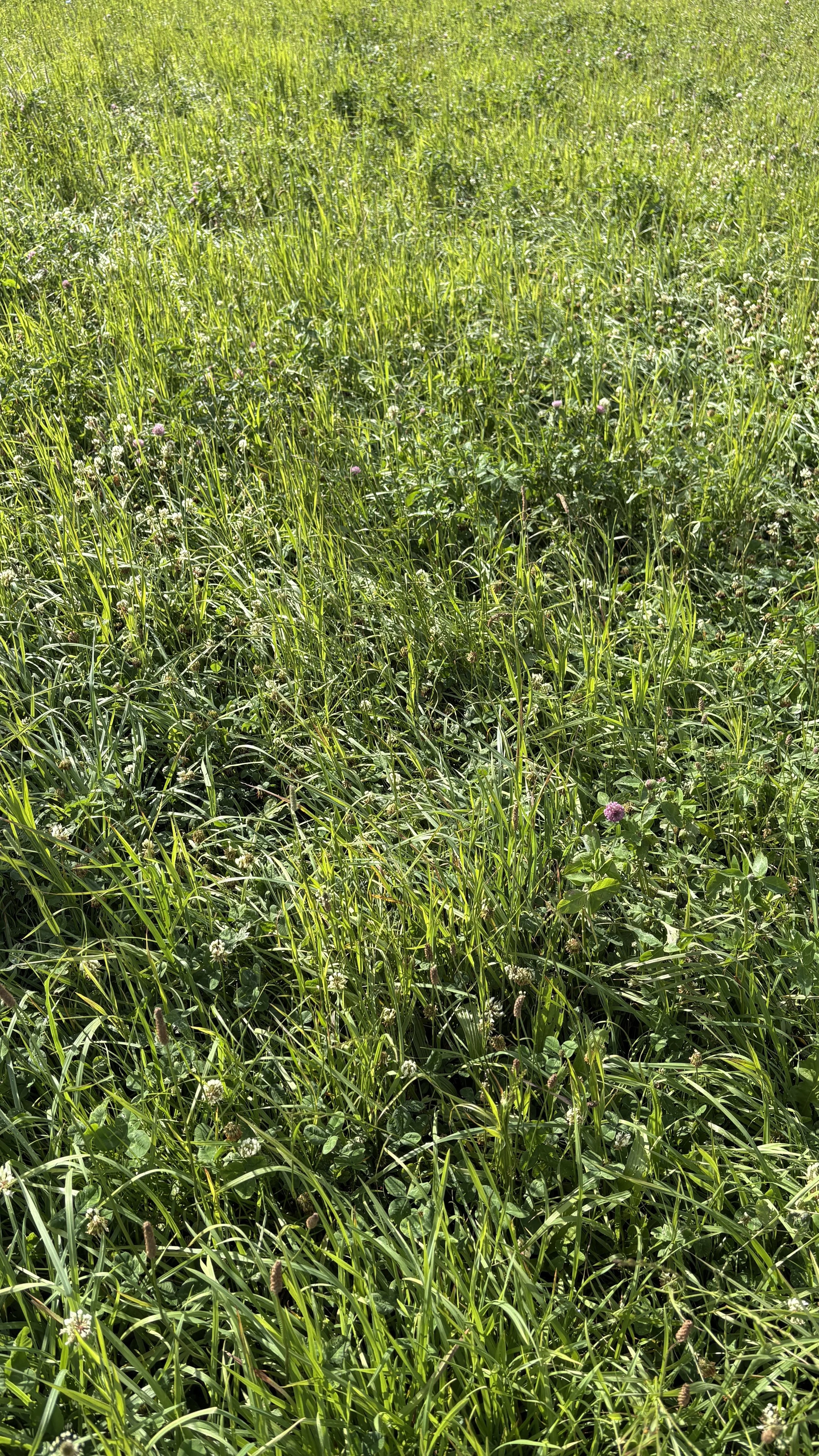 Understanding Calcium, Magnesium and Soil Structure