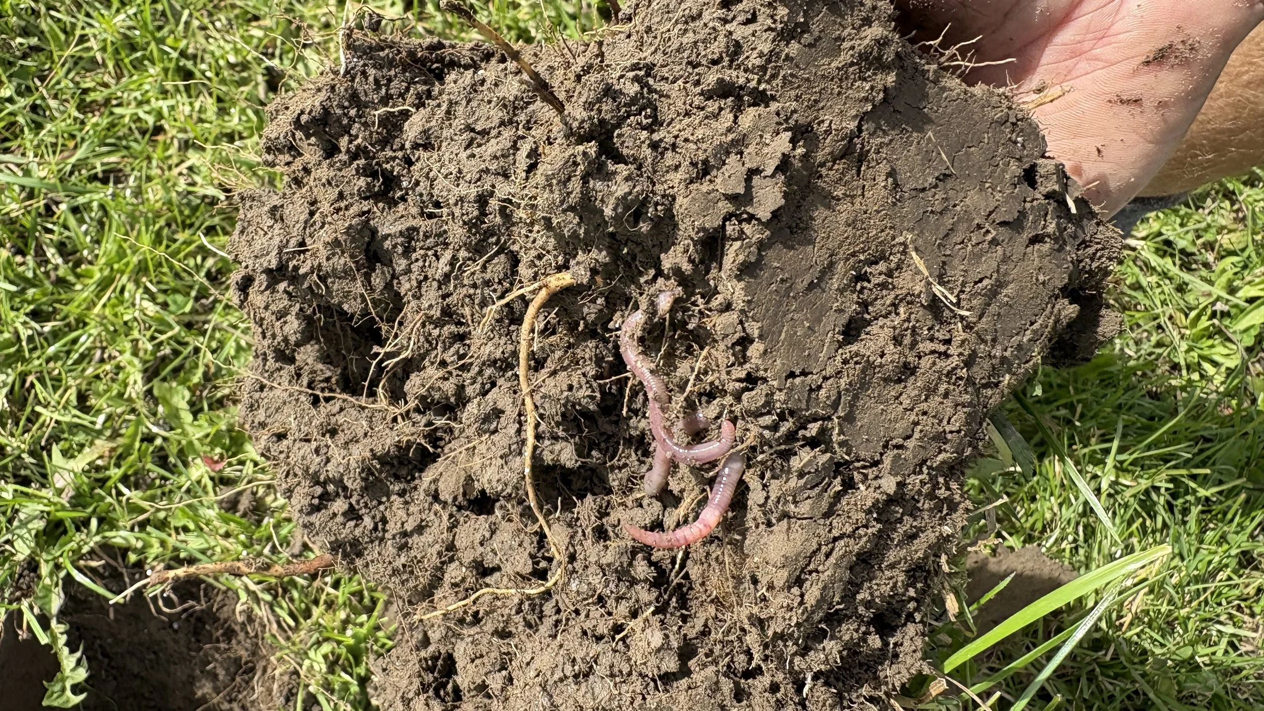 How Soil Biology Supports Nutrient Availability