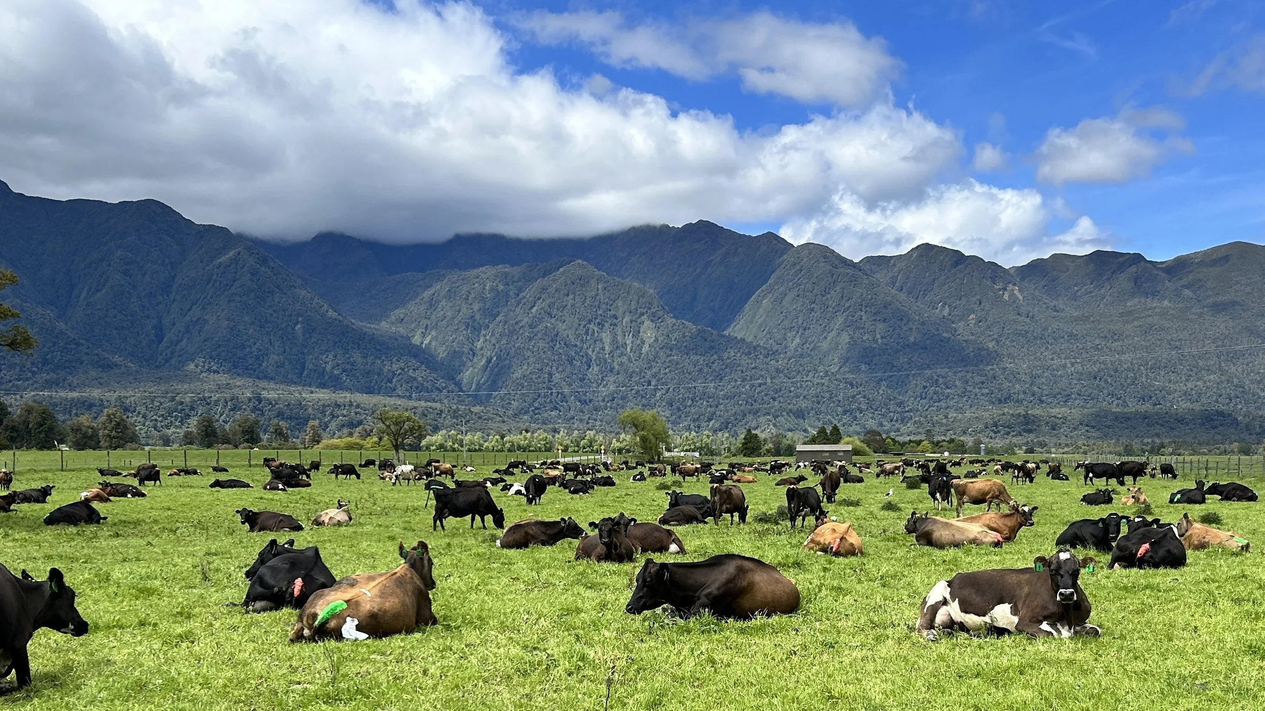 The Role of Trace Elements in Pasture Performance