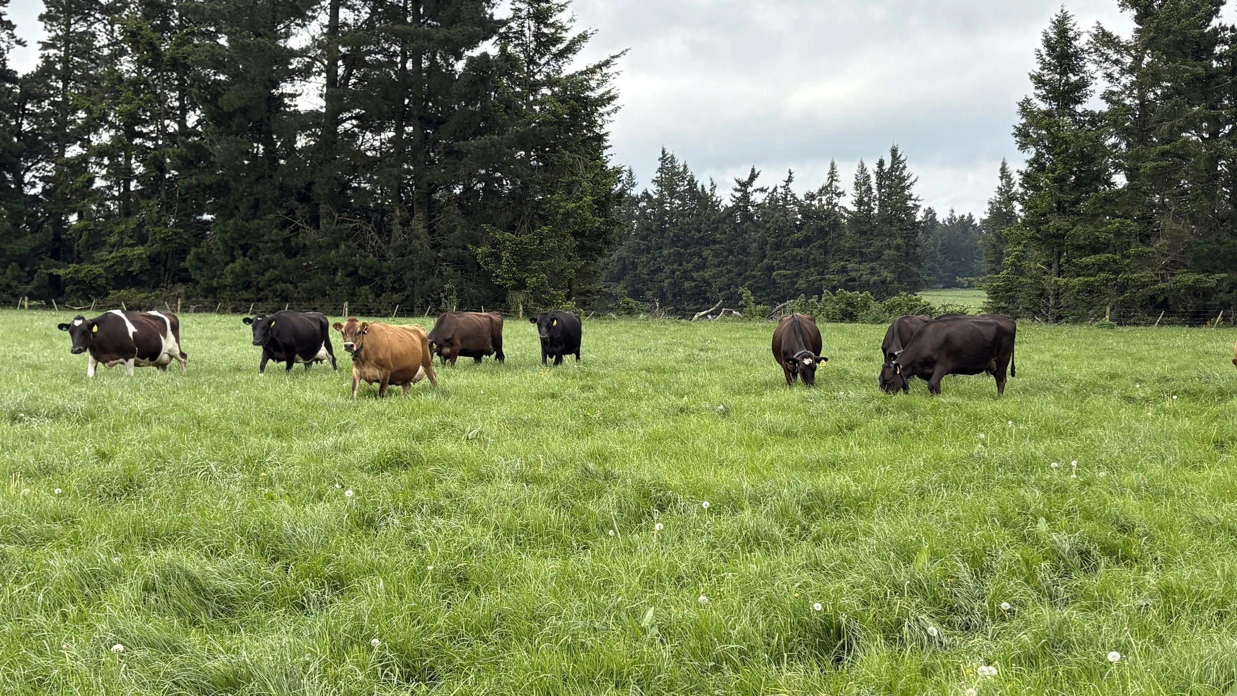 Moving Towards Organic Dairy? Building a Whole Biological System