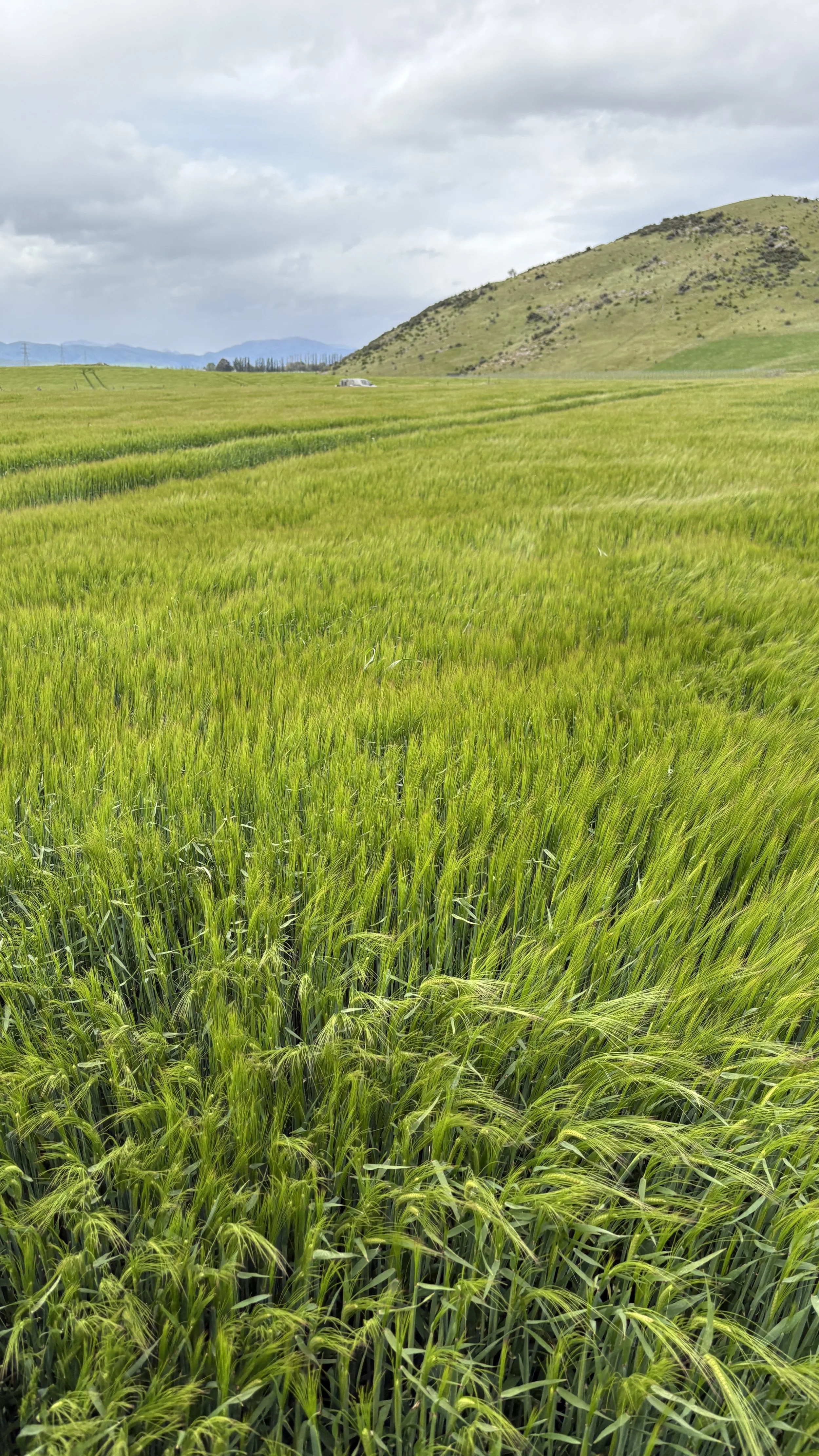 A lush green field of wheat with a large hill in the background, under a cloudy sky.